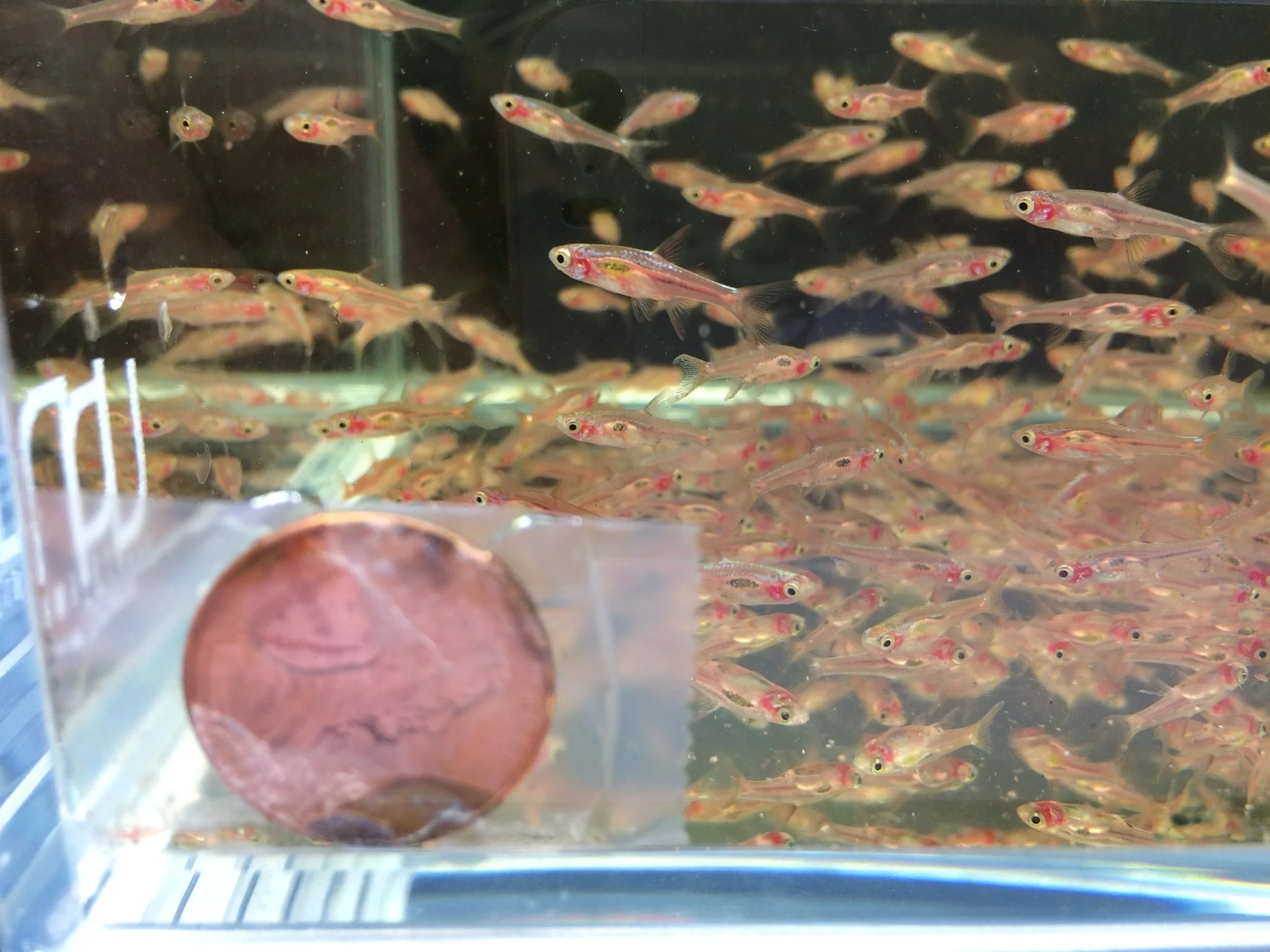 Chili Rasbora - Image 3