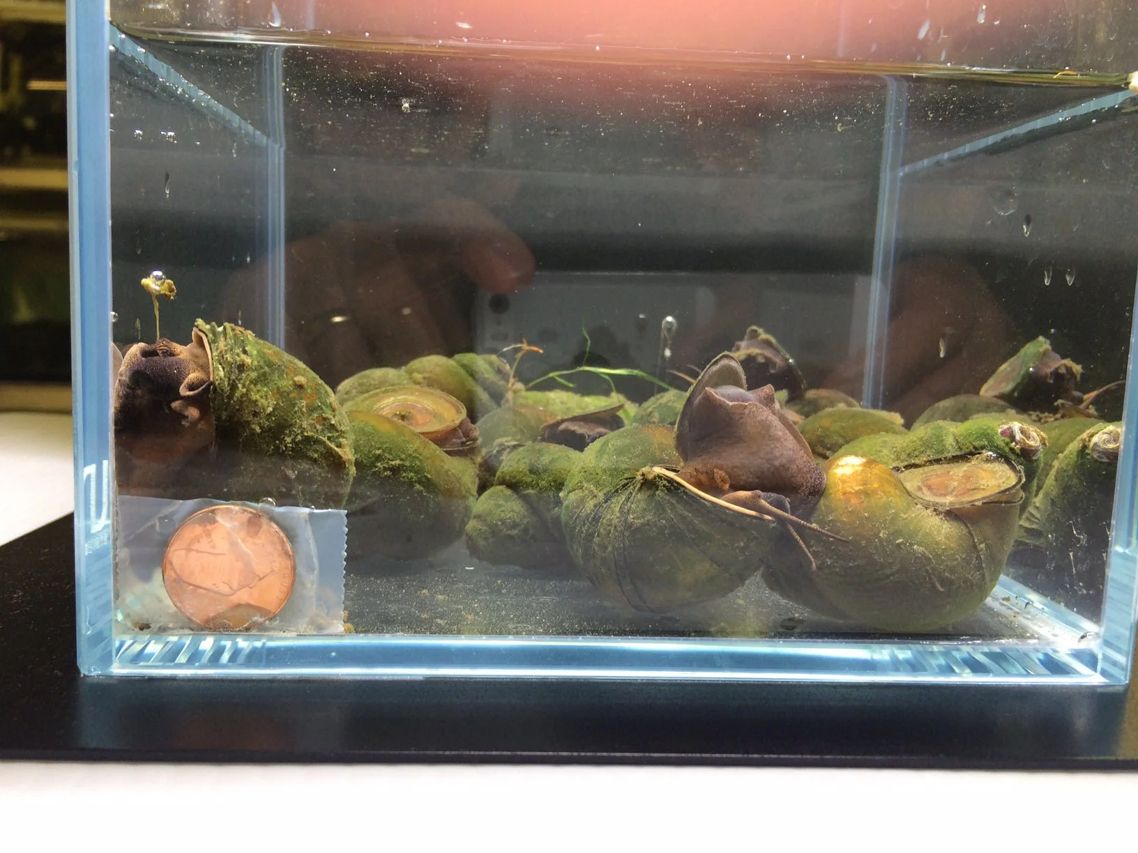 Chinese Trapdoor Snail (Size L)