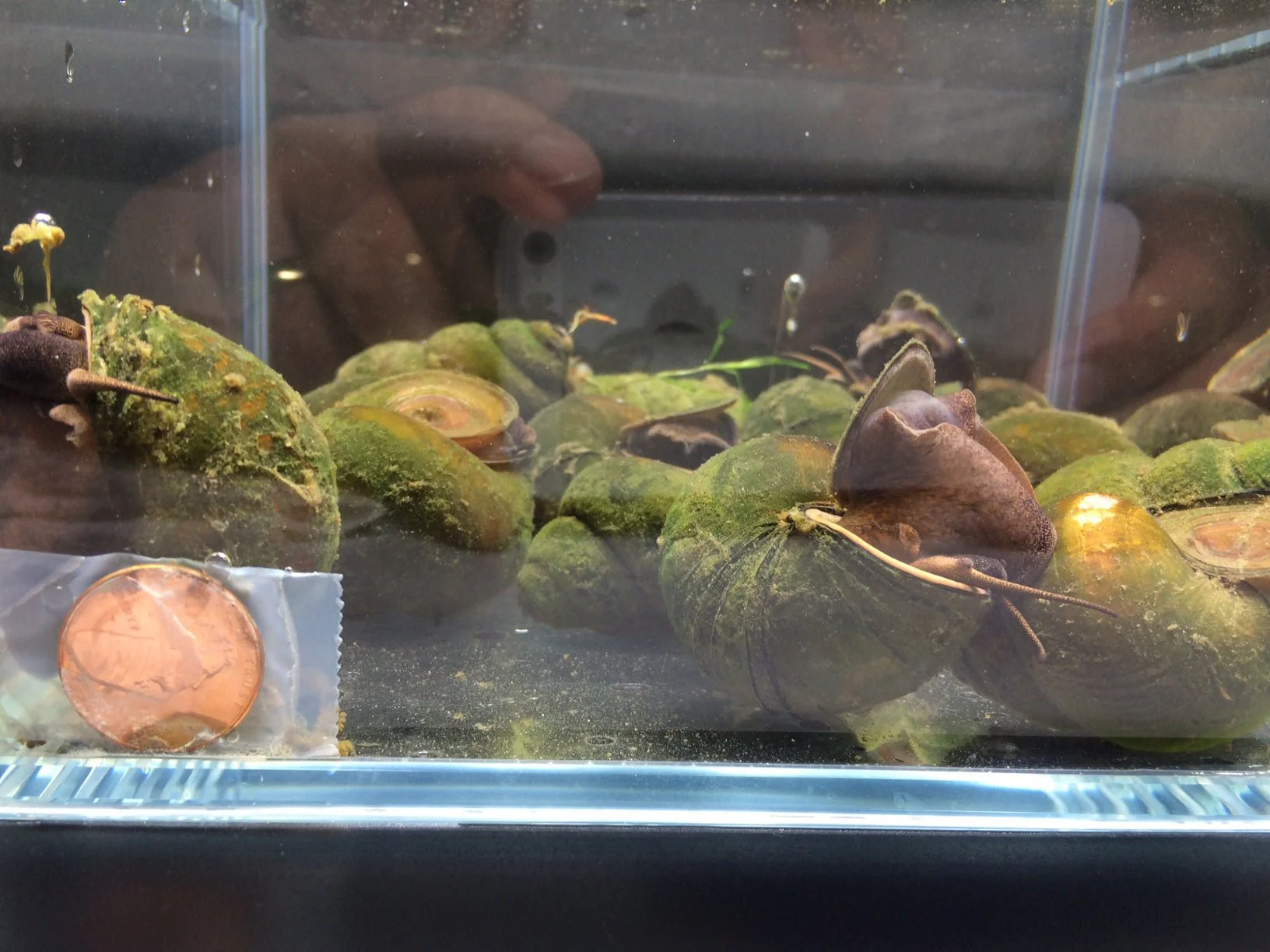 Chinese Trapdoor Snail (Size L) - Image 2