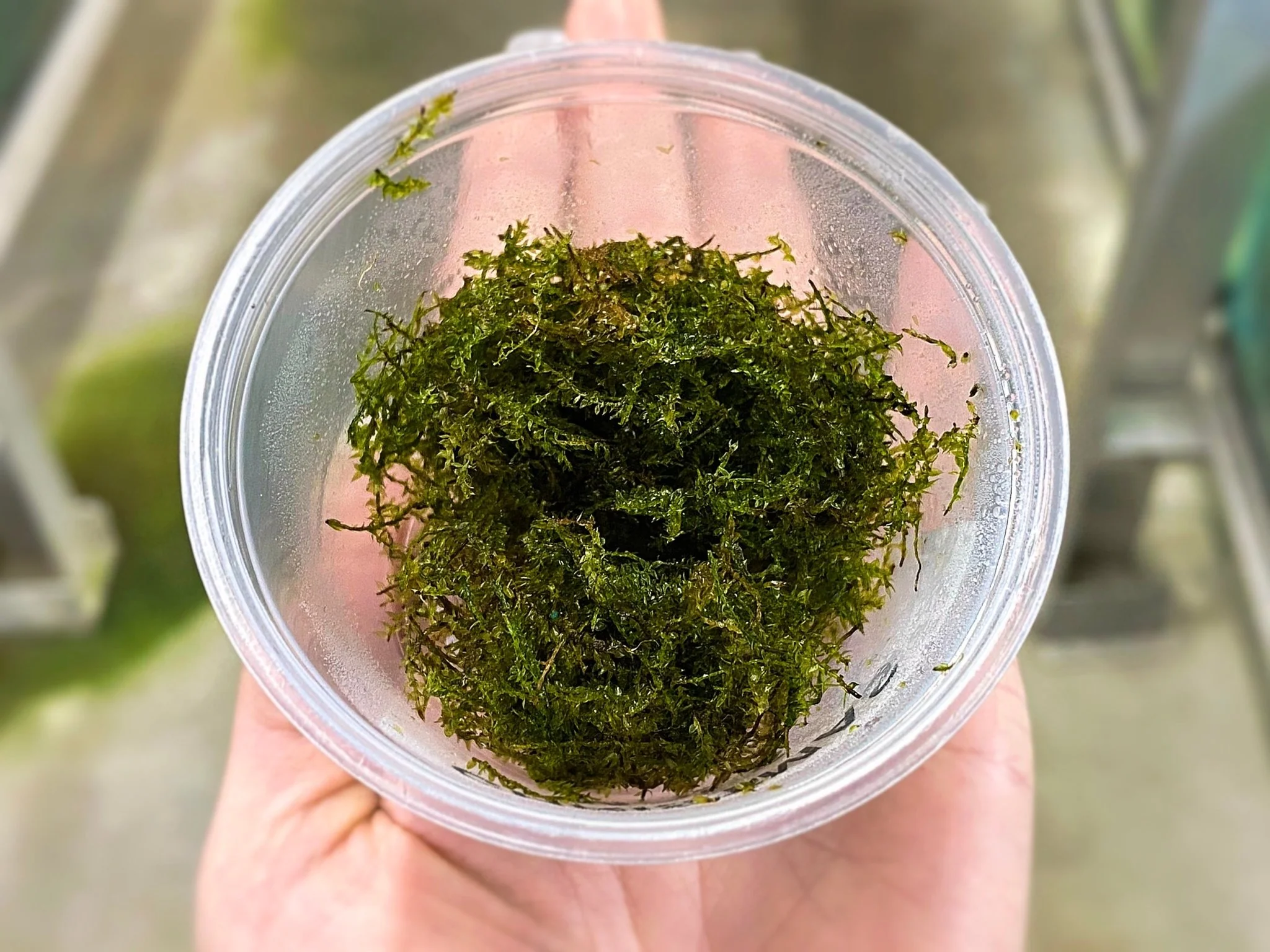 Christmas Moss