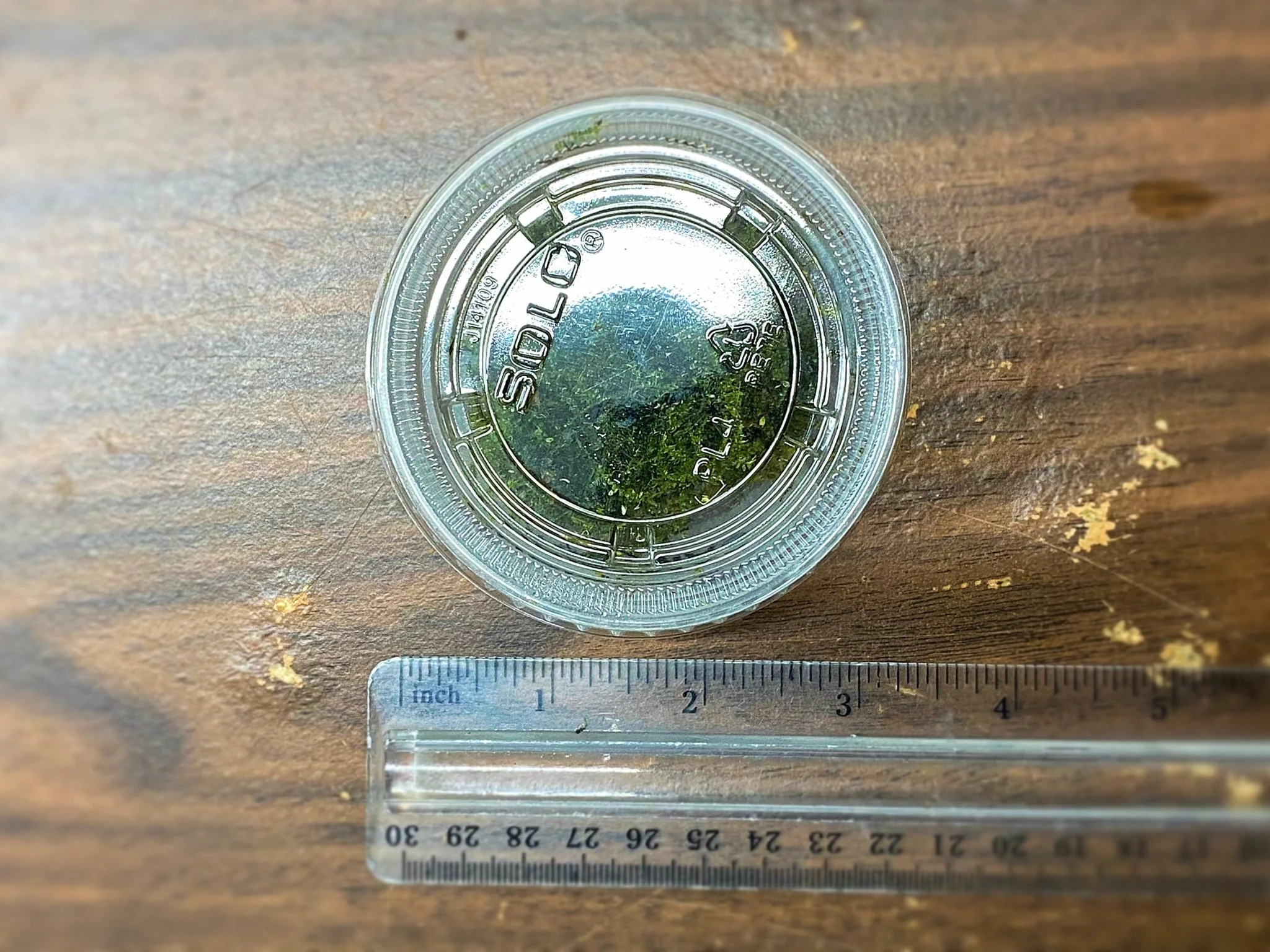 Christmas Moss - Image 2