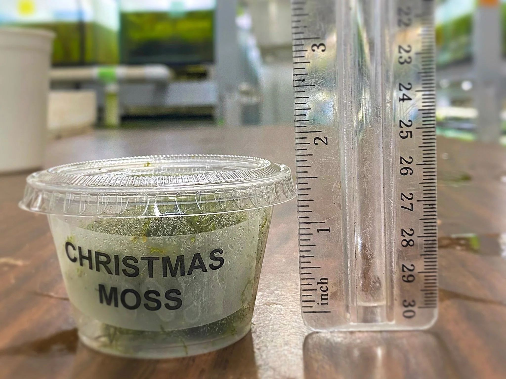 Christmas Moss - Image 3