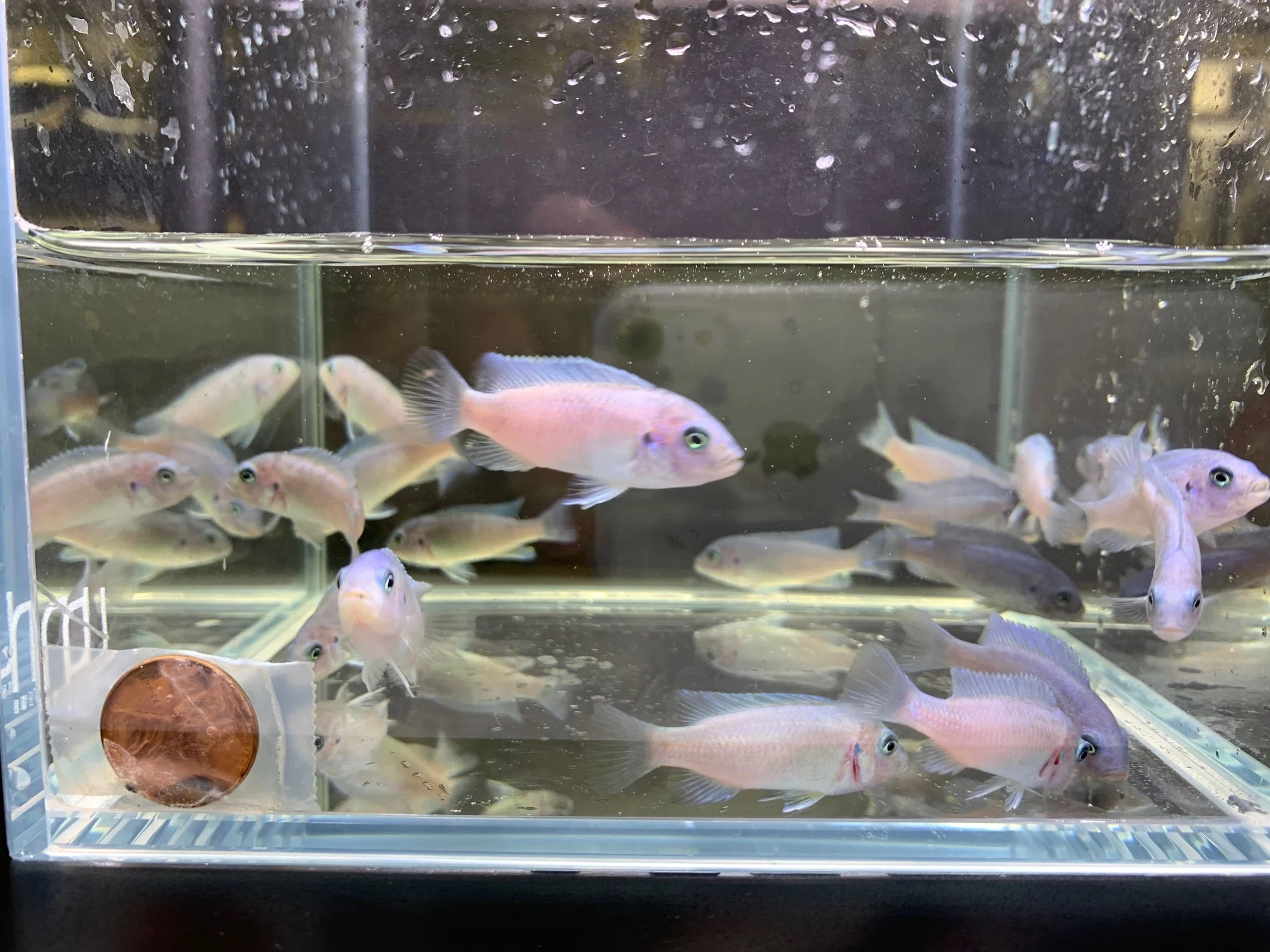 Cobalt Blue Zebra Cichlid - Image 2