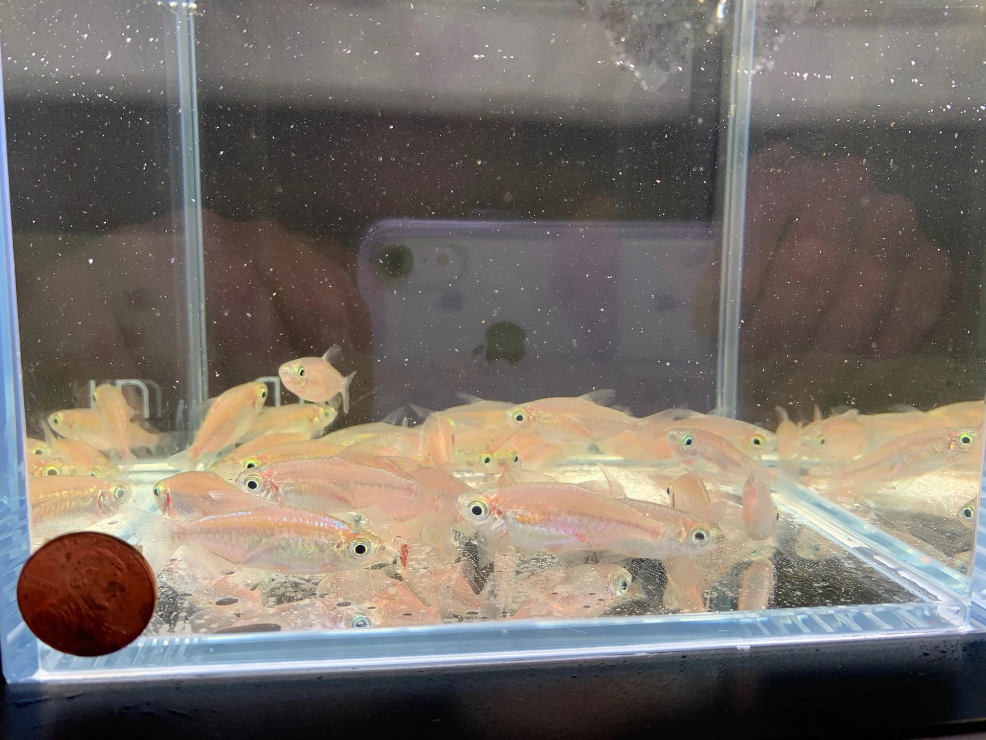 Congo Tetra