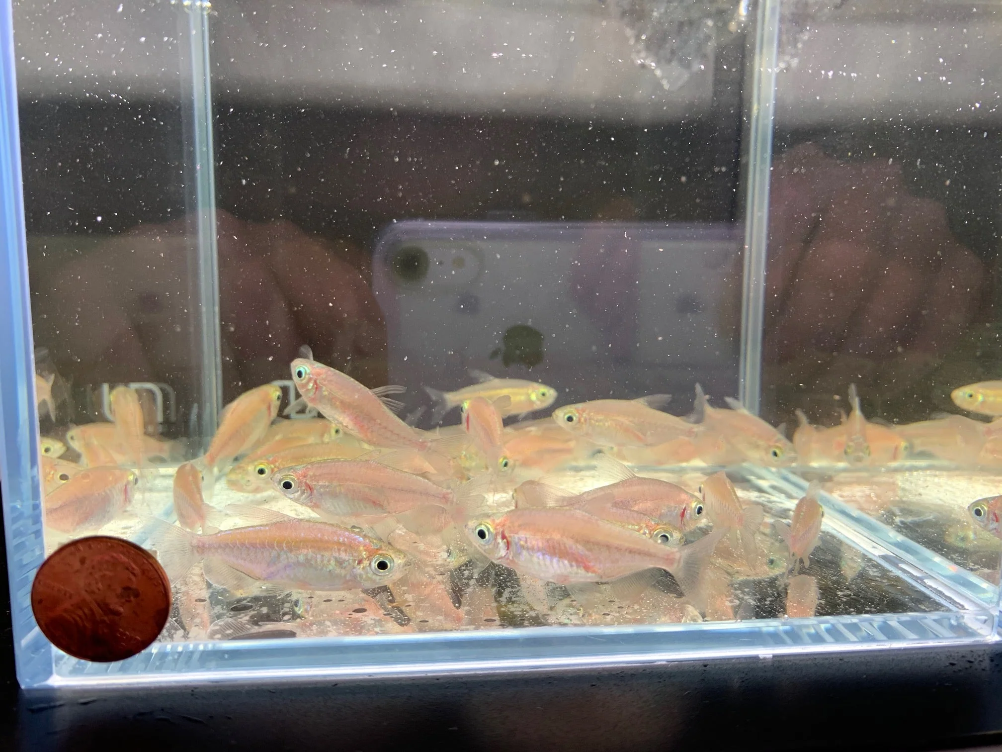 Congo Tetra - Image 2