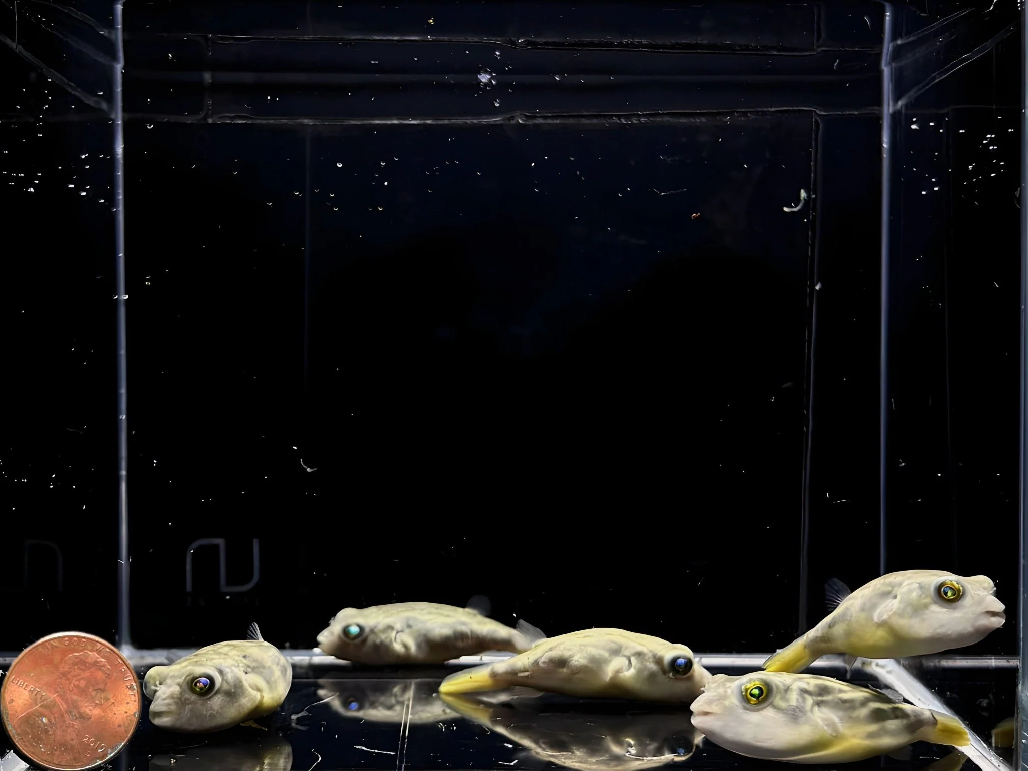 Fahaka Puffer - Image 2