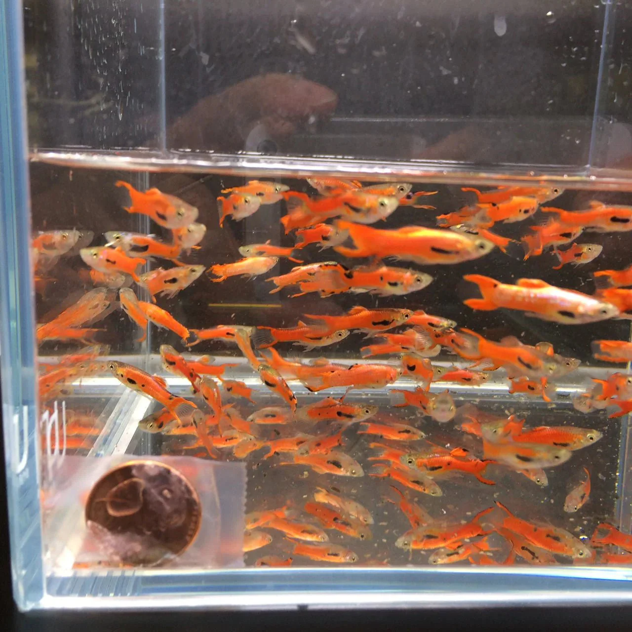 Scarlet Endler Male