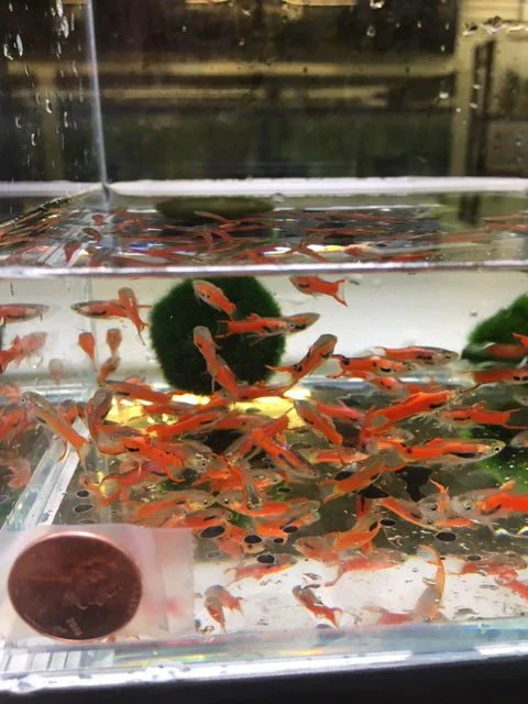 Scarlet Endler Male - Image 2
