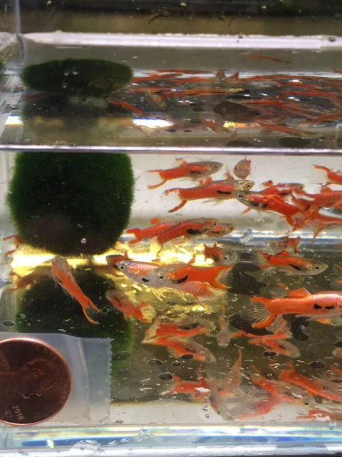 Scarlet Endler Male - Image 3