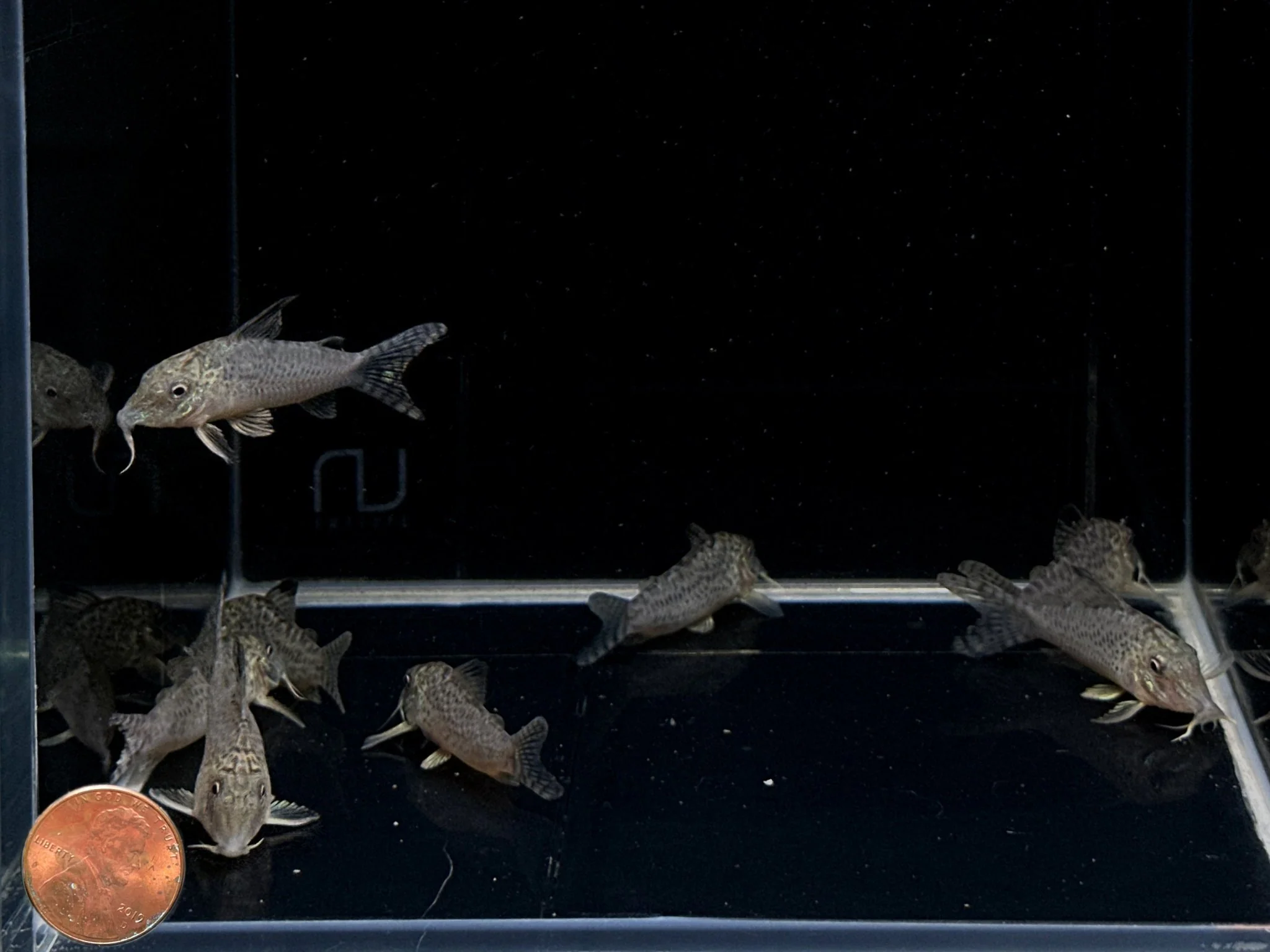 Corydoras acutus - Image 2