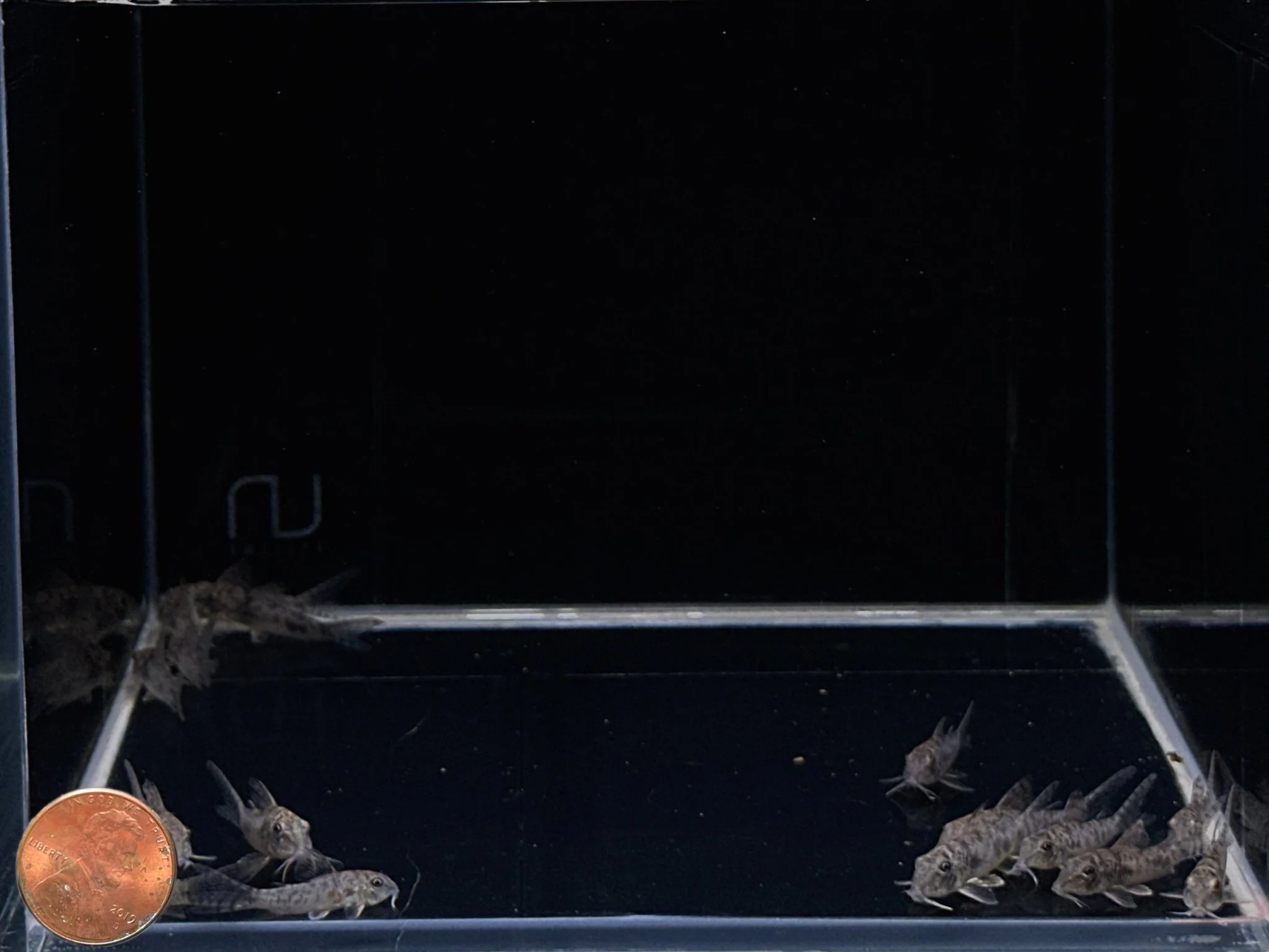 Corydoras ellisae - Image 2