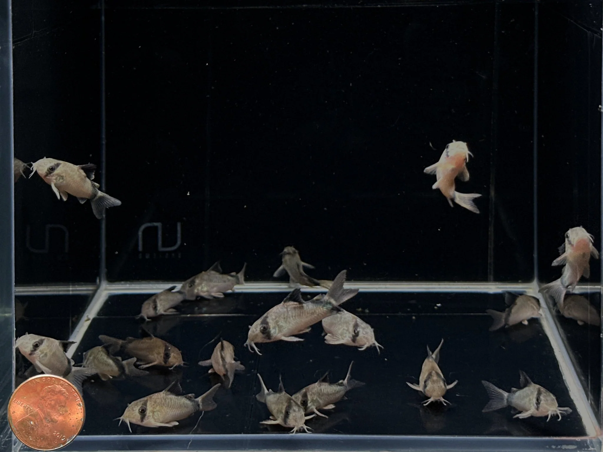 Corydoras metae - Image 2