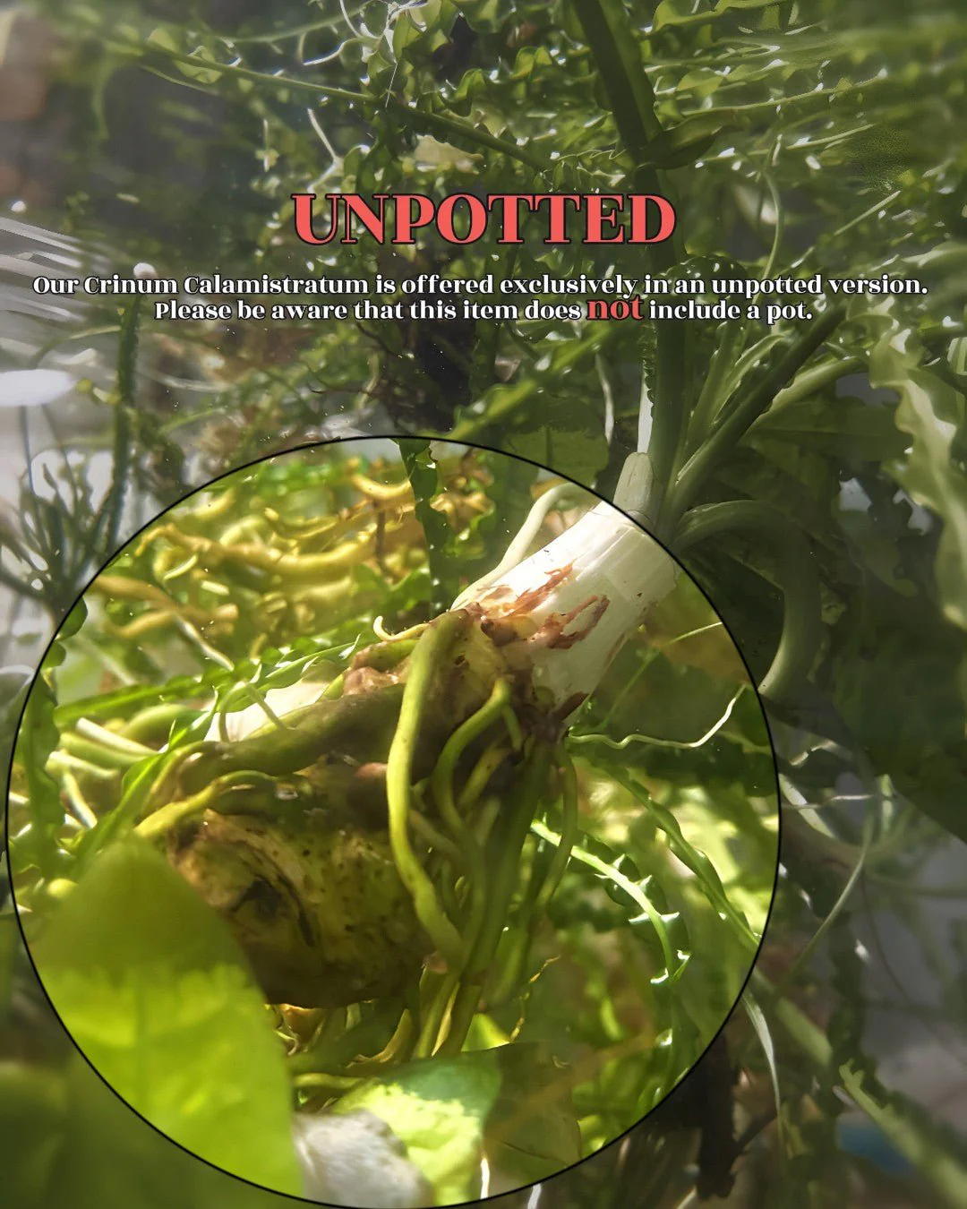 Crinum Calamistratum Plant - Image 2