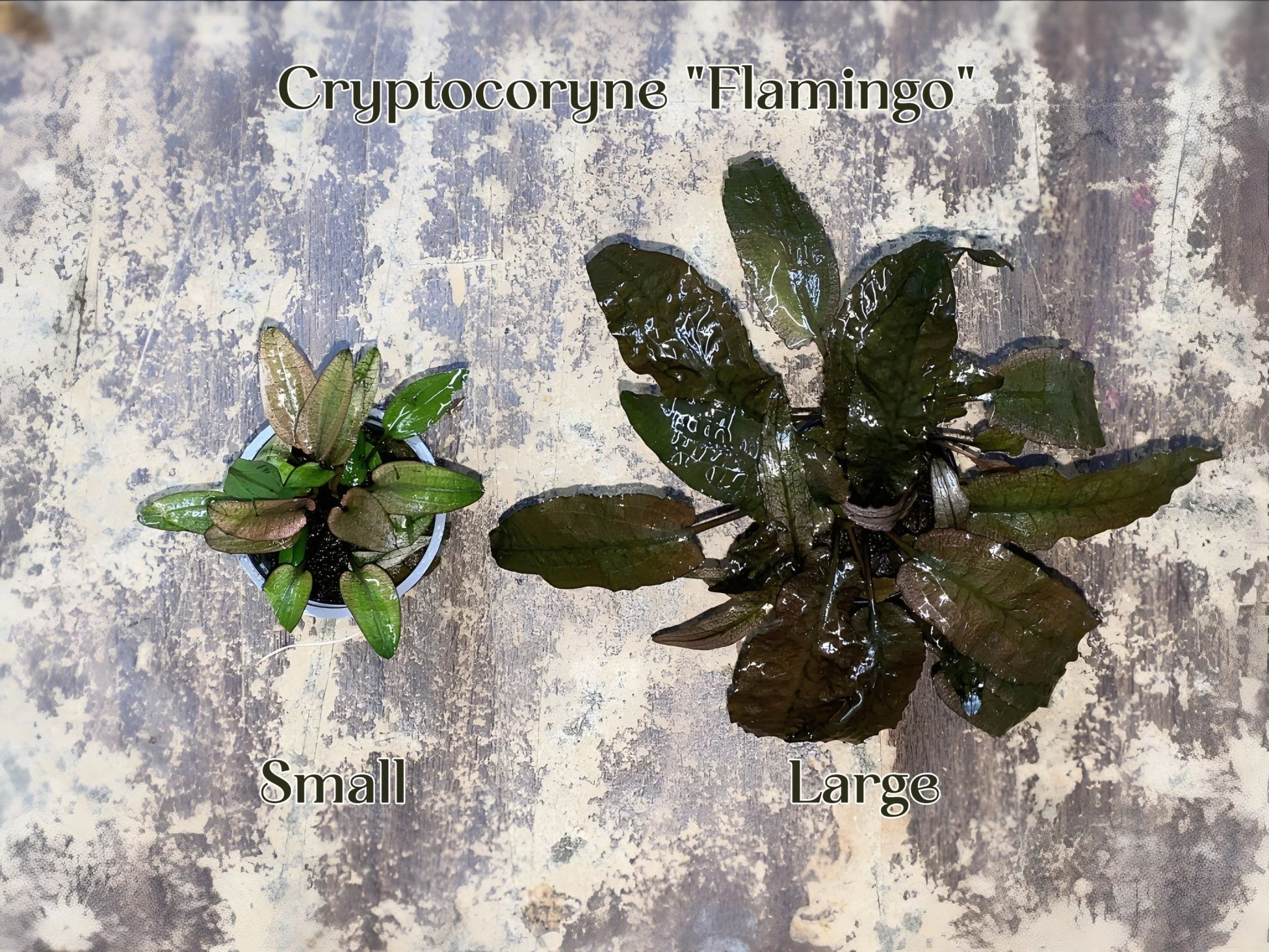 Cryptocoryne "Flamingo" (Size Small) - Potted Plant - Image 2
