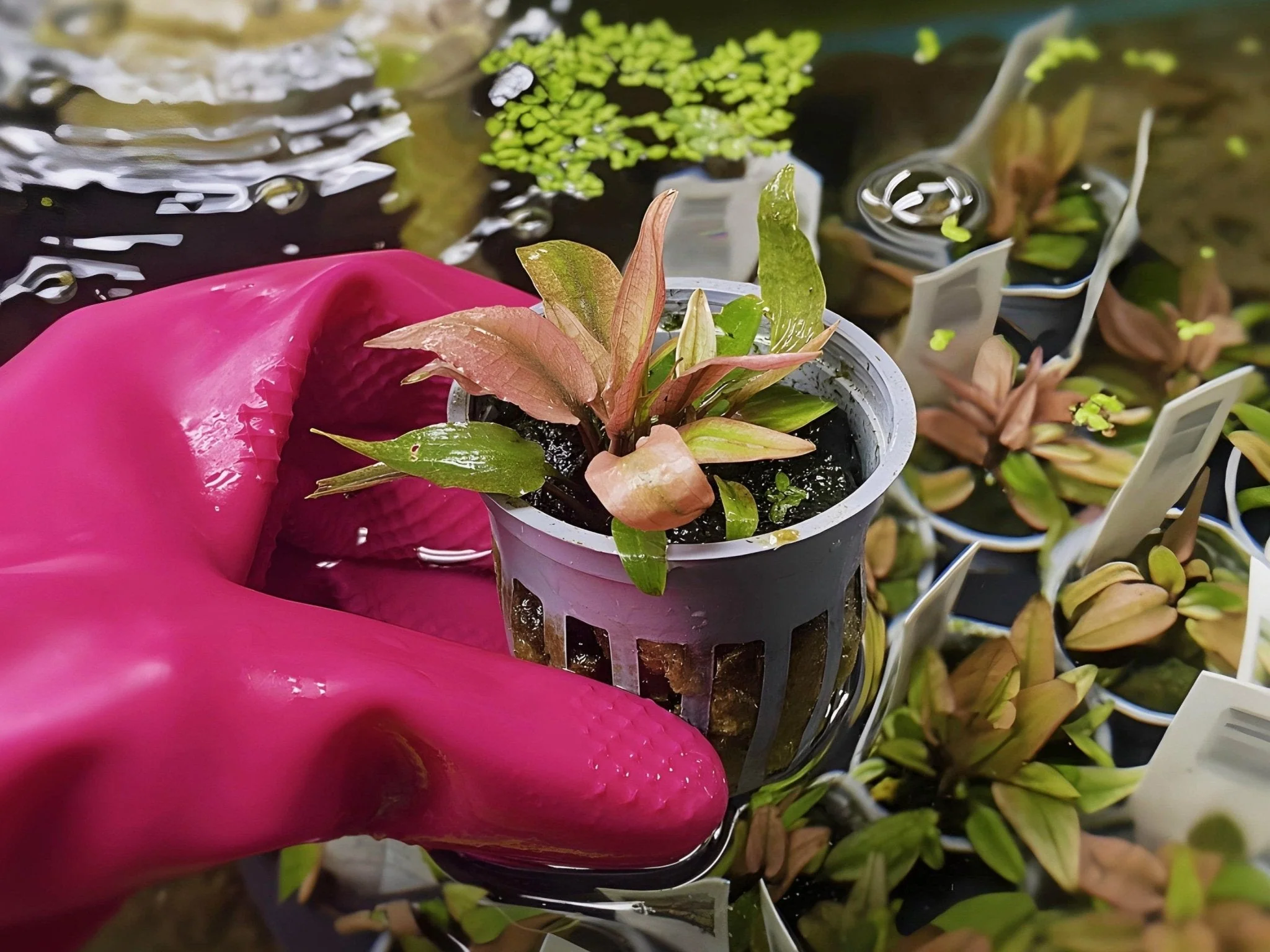 Cryptocoryne "Flamingo" (Size Small) - Potted Plant - Image 3