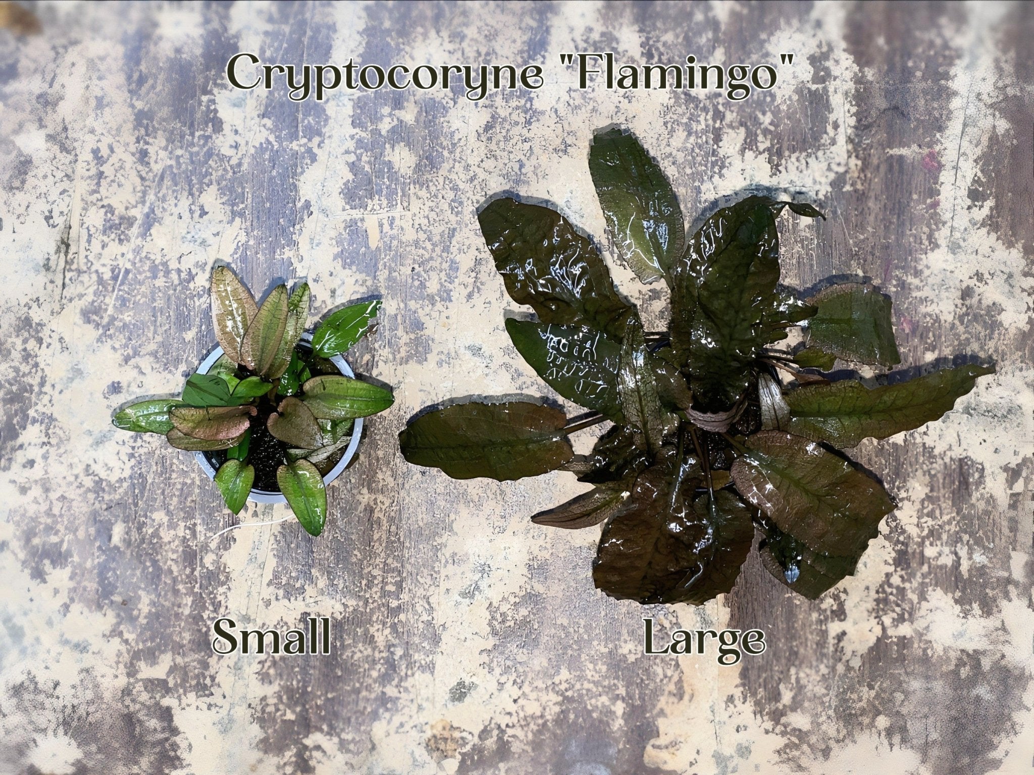 Cryptocoryne "Flamingo" (Size Small) - Potted Plant - Image 4