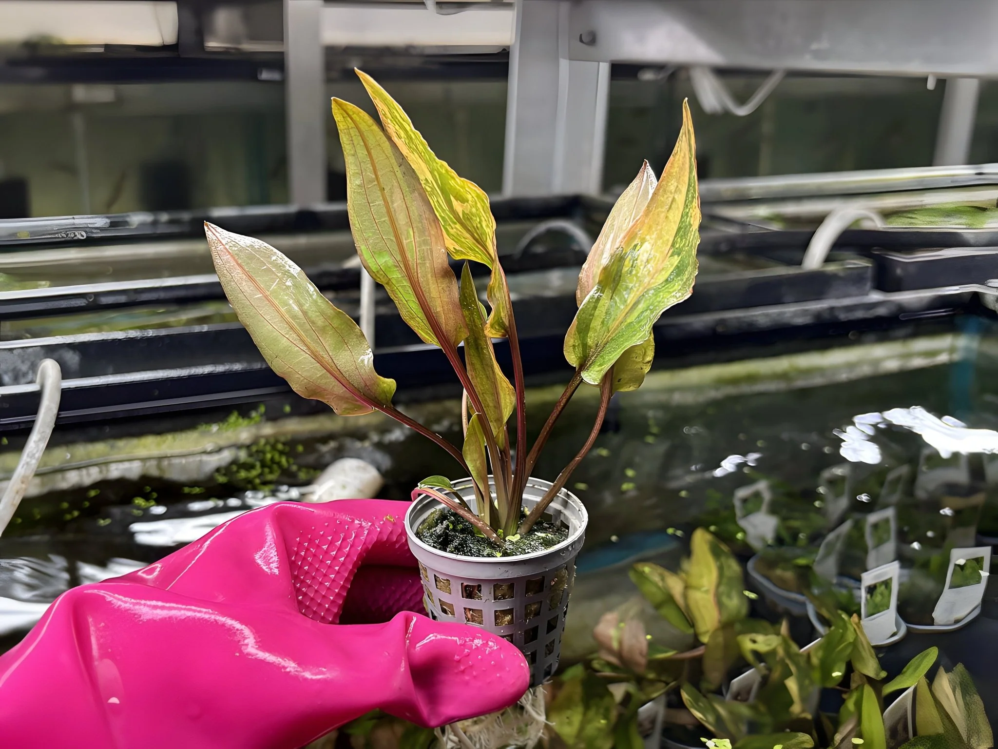 Cryptocoryne "Florida Sunset" - Potted Plant