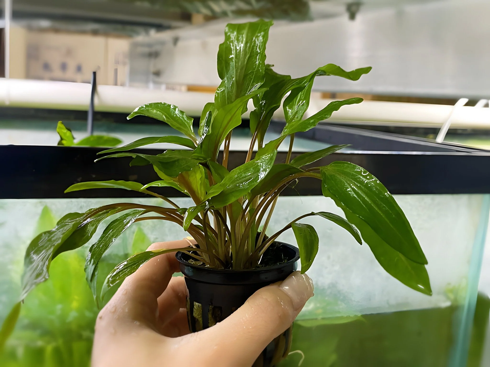 Cryptocoryne Lutea - Potted Plant