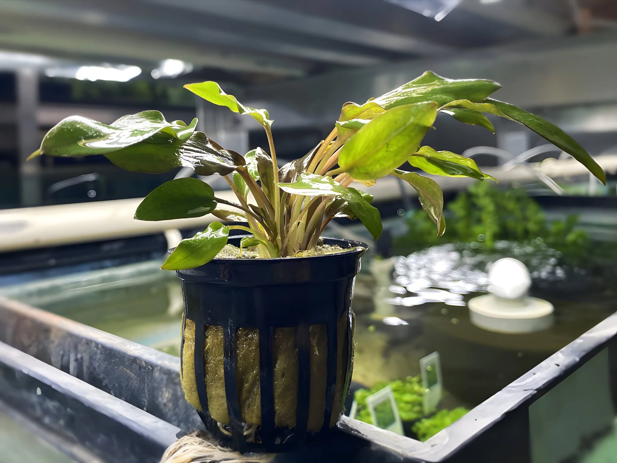 Cryptocoryne Wendtii - Red - Potted Plant