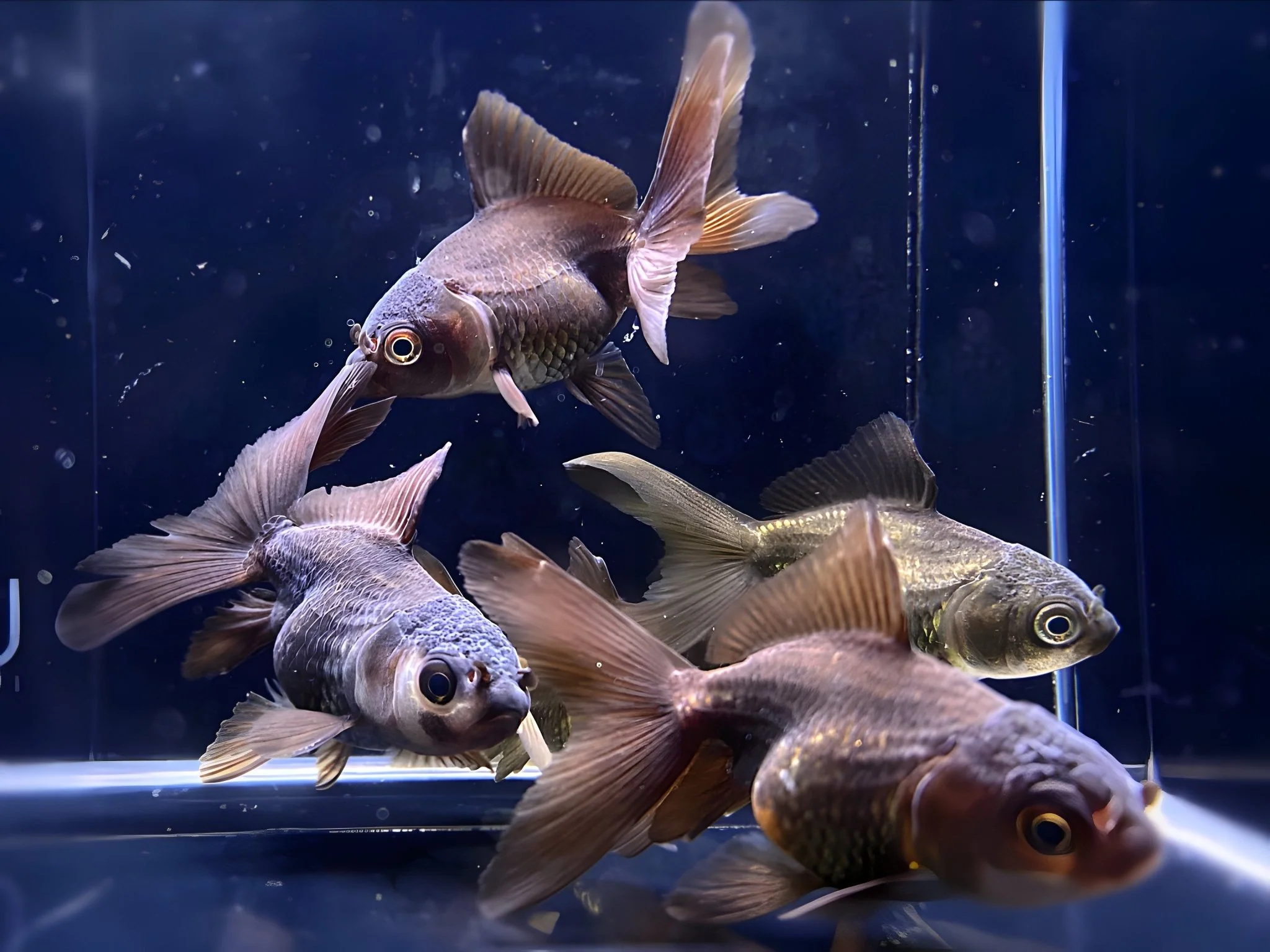 Dark Oranda Goldfish - 2-2.5"