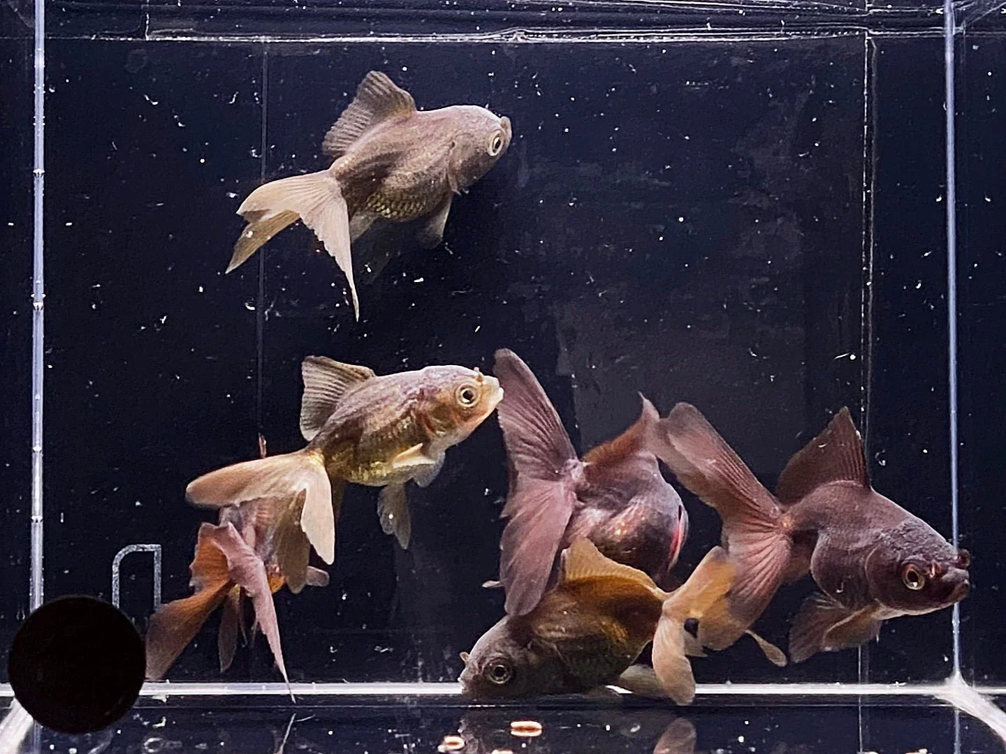 Dark Oranda Goldfish - 2-2.5" - Image 2