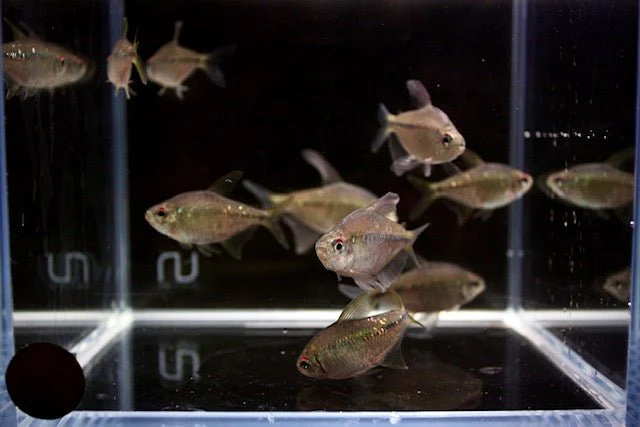 Diamond Tetra