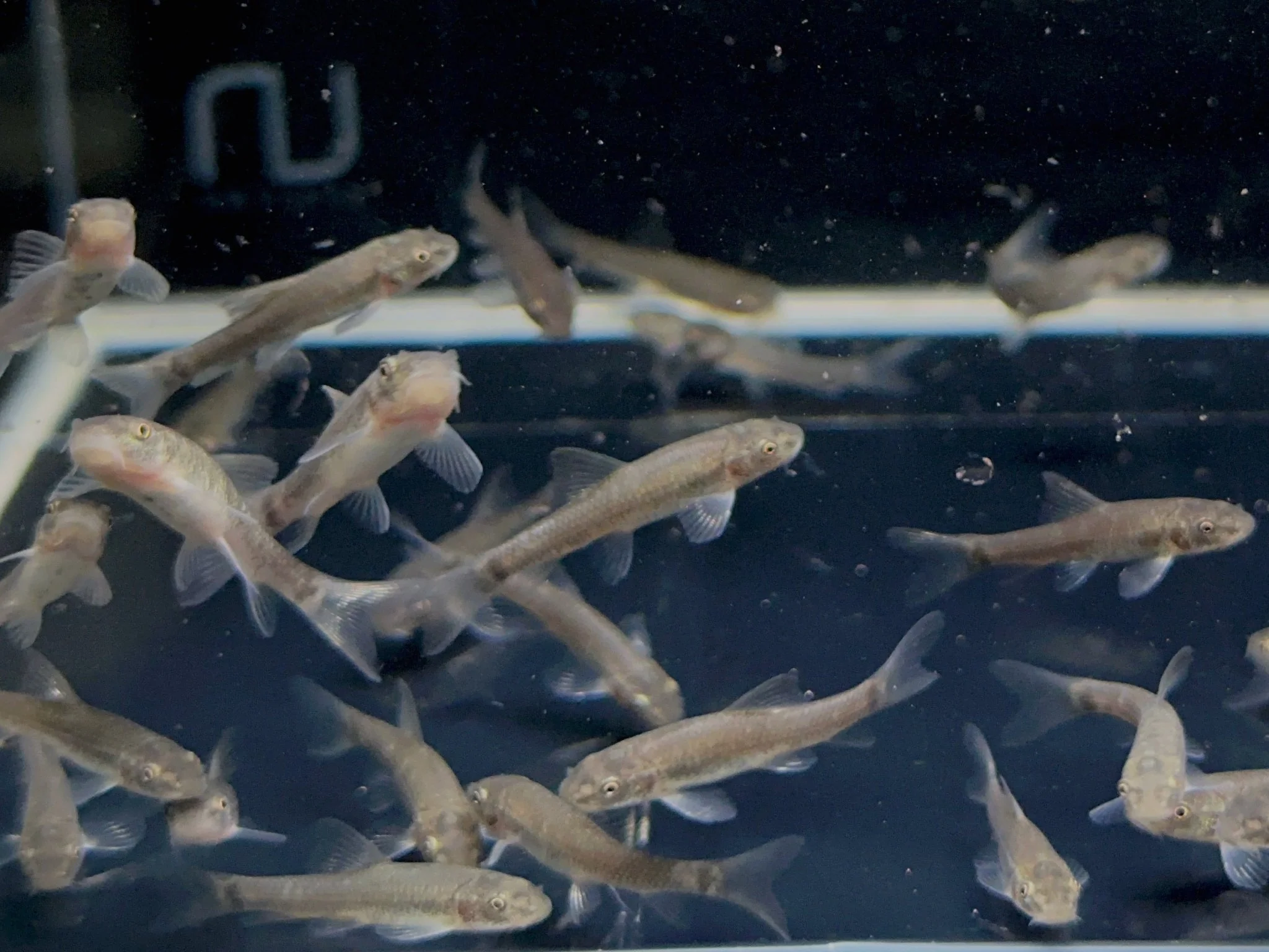 Doctor Fish