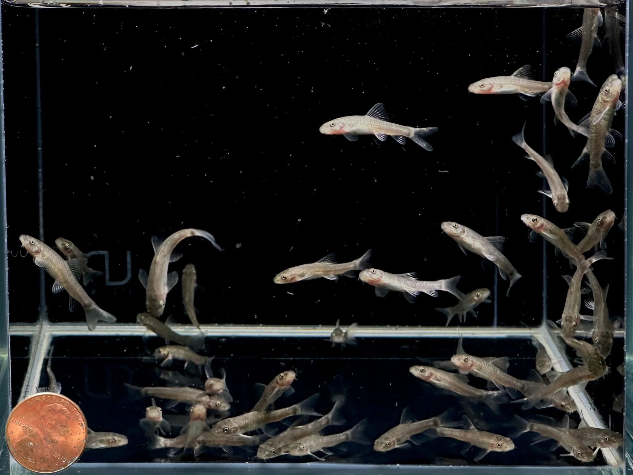 Doctor Fish - Image 2