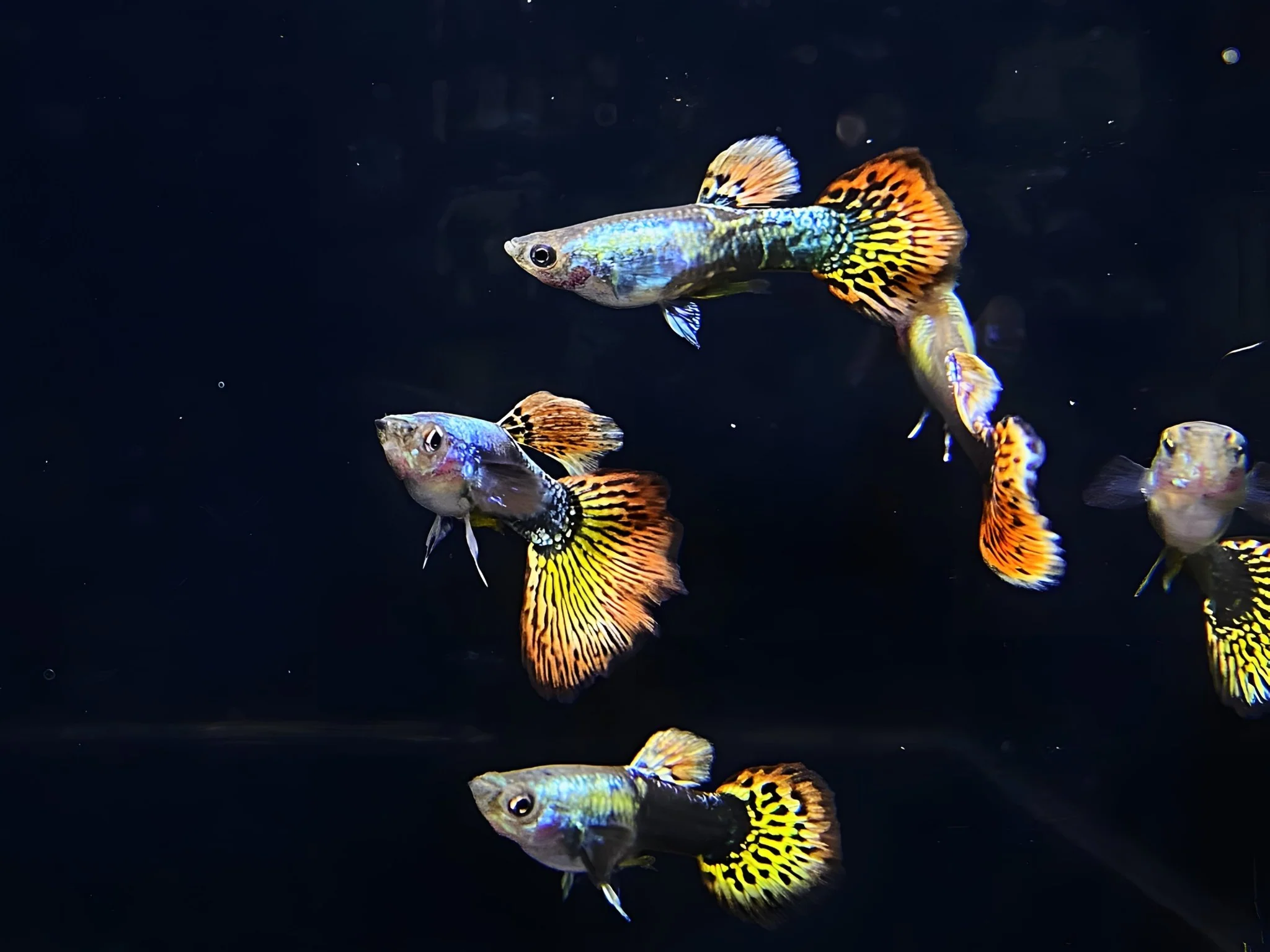 Dumbo Ear Guppy Males