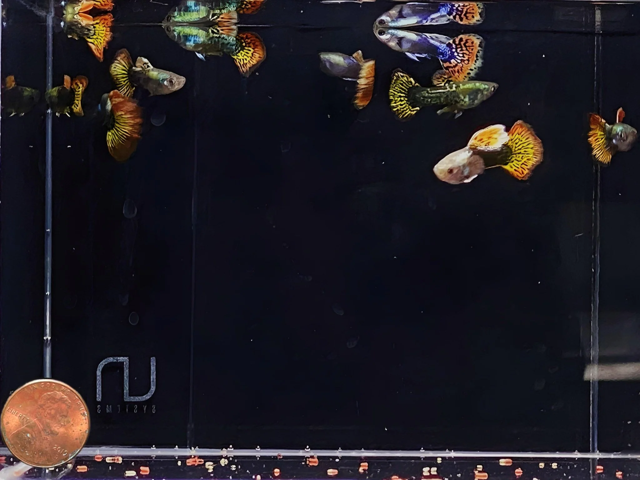 Dumbo Ear Guppy Males - Image 2