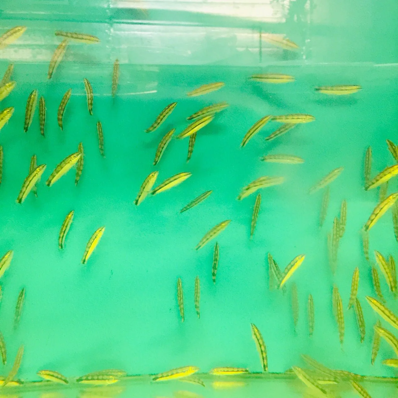 Dwarf Chain Loach / Sidthimunki Botia Small - Image 3