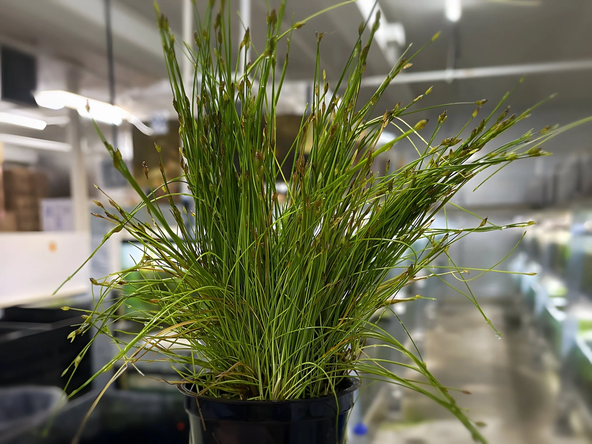 Dwarf Hairgrass - Potted Plant