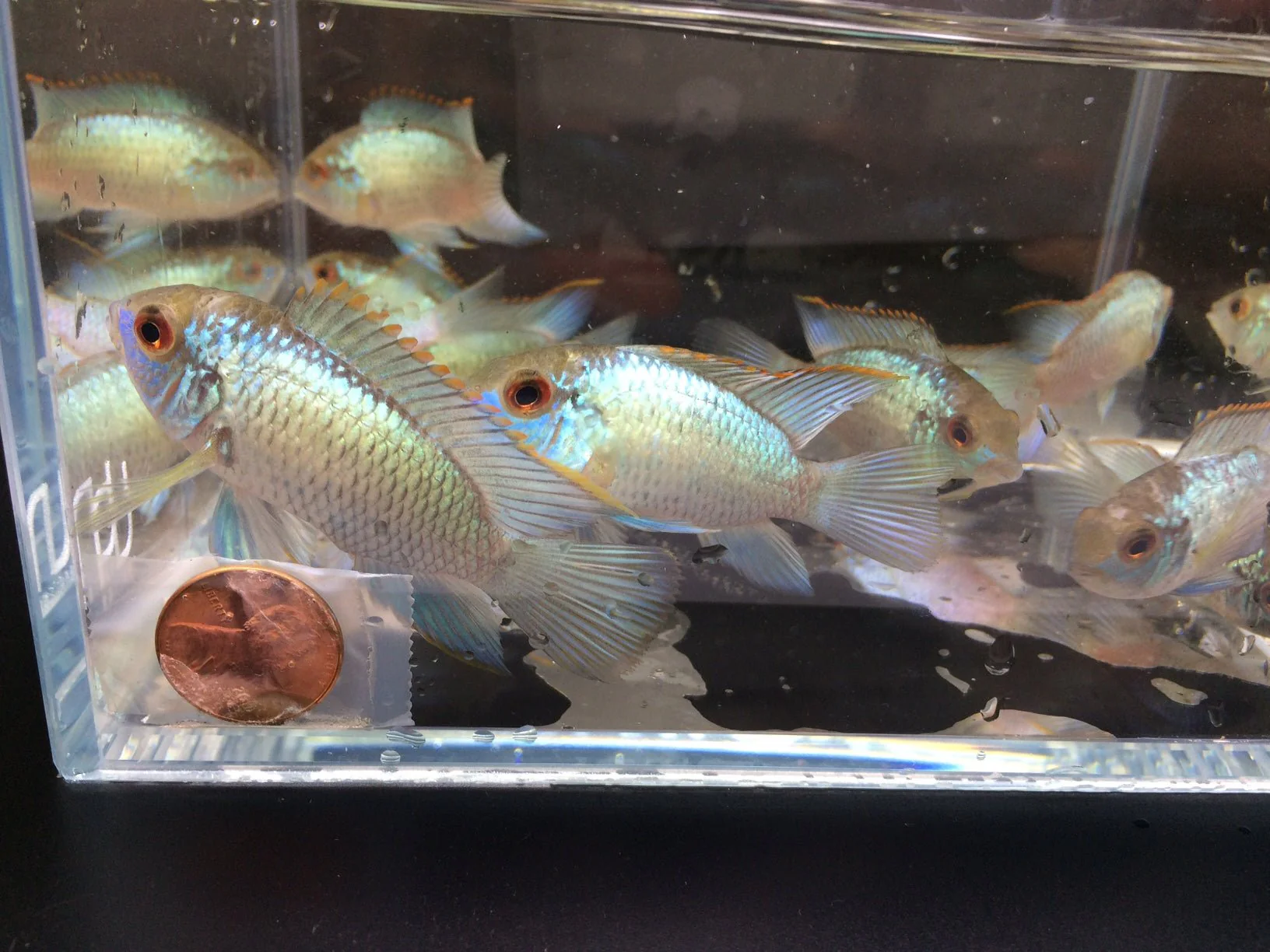 Electric Blue Acara