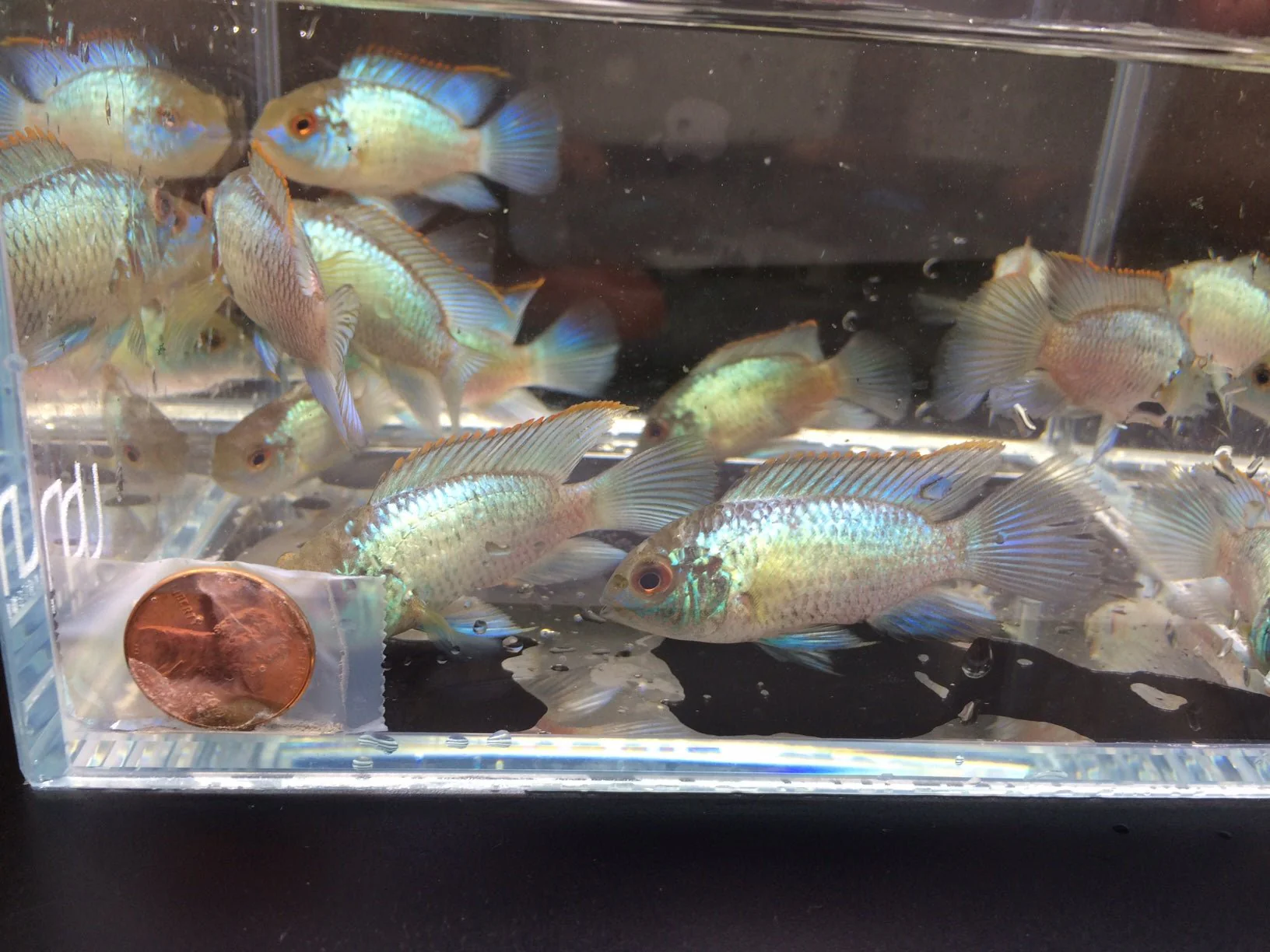 Electric Blue Acara - Image 2