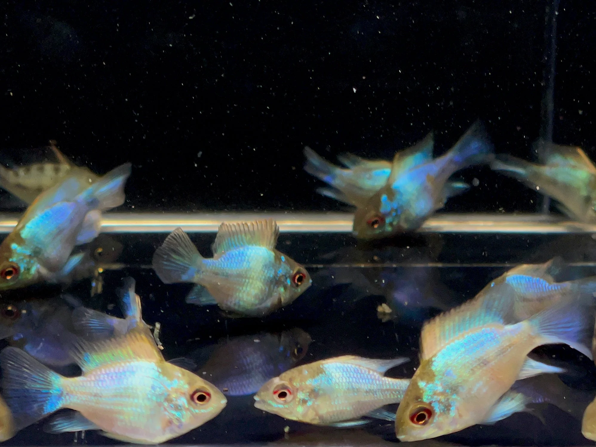 Electric Blue Balloon Ram