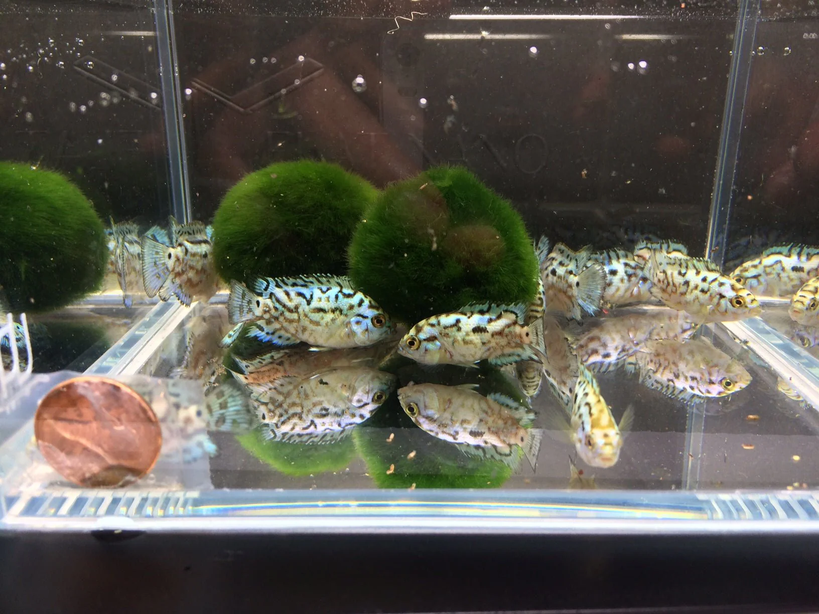 Electric Blue Jack Dempsey