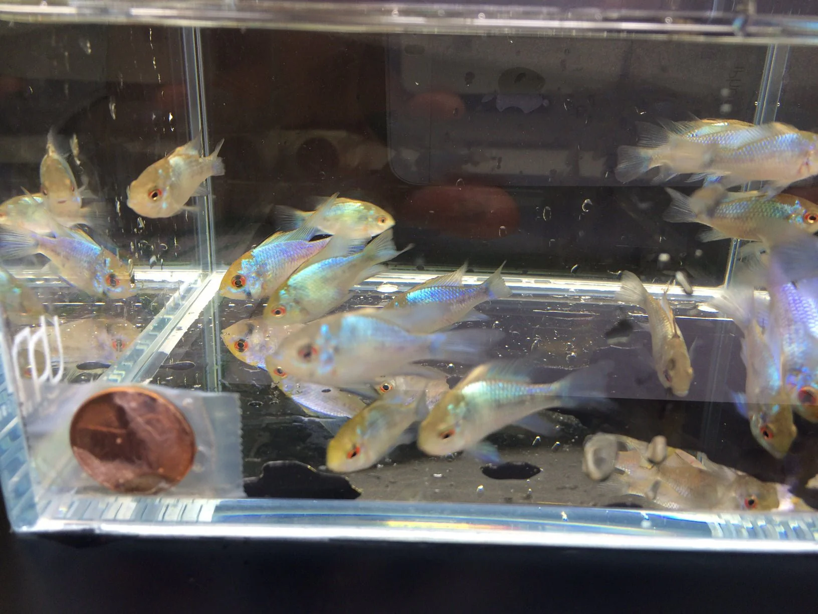 Electric Blue Ram