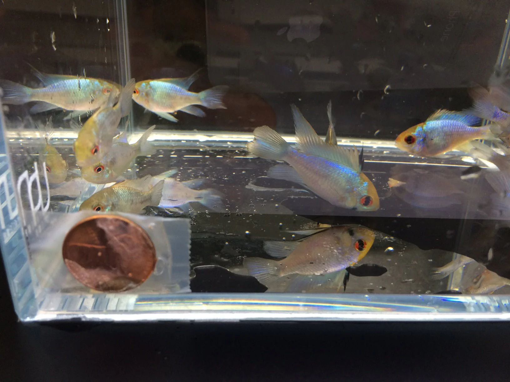 Electric Blue Ram - Image 2