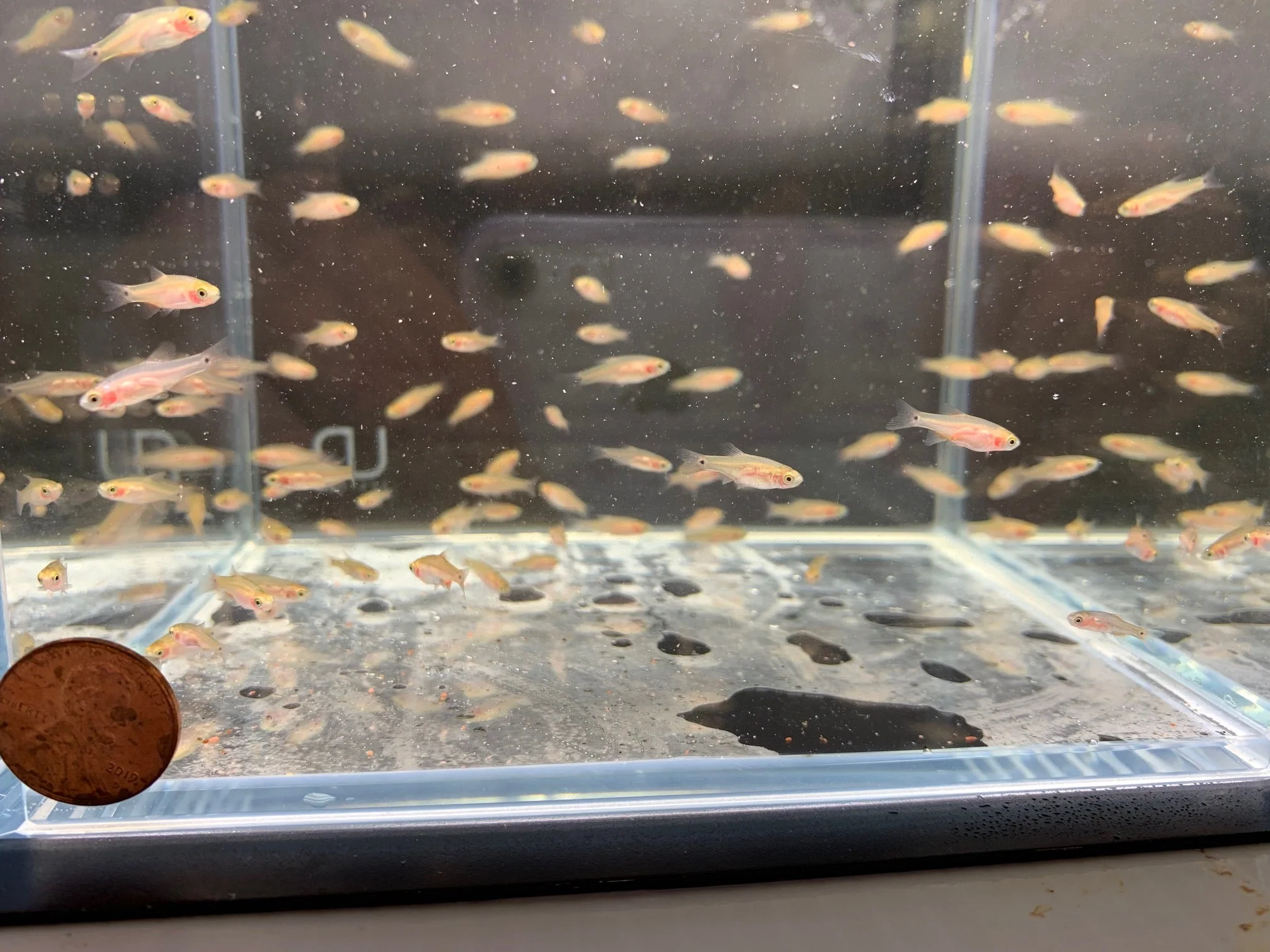Emerald Dwarf Rasbora - Image 3