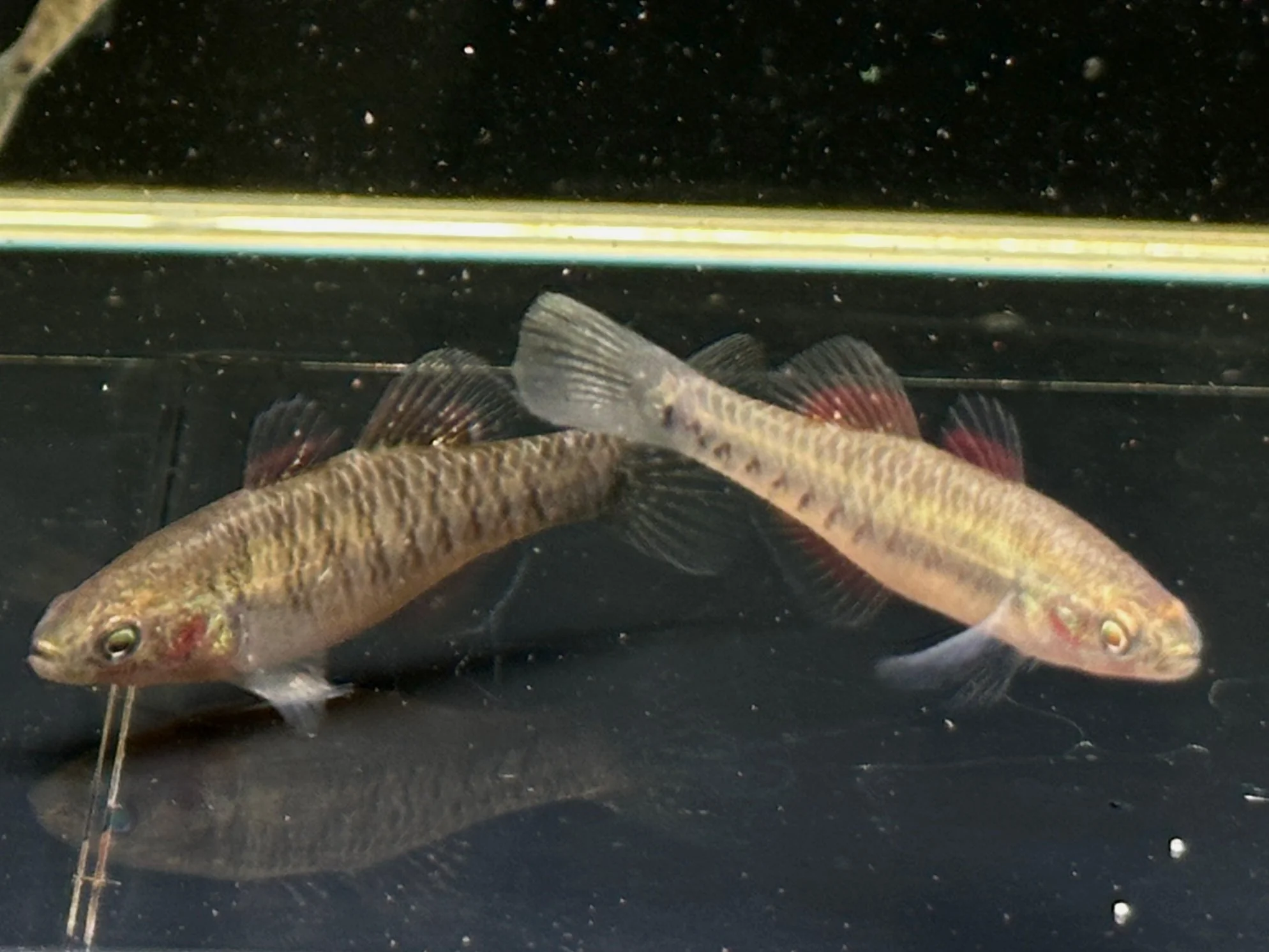 Empire Gudgeon