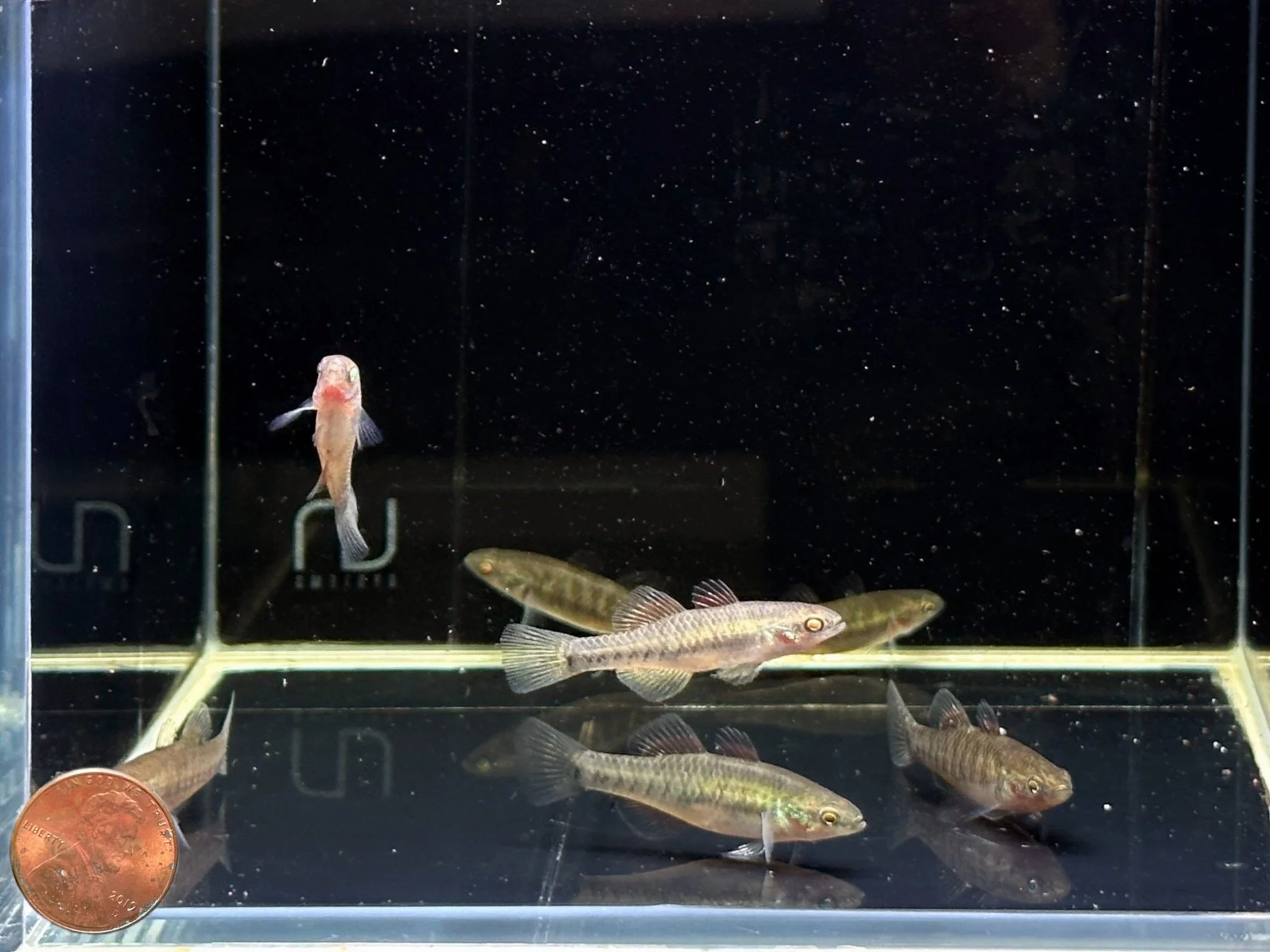 Empire Gudgeon - Image 2