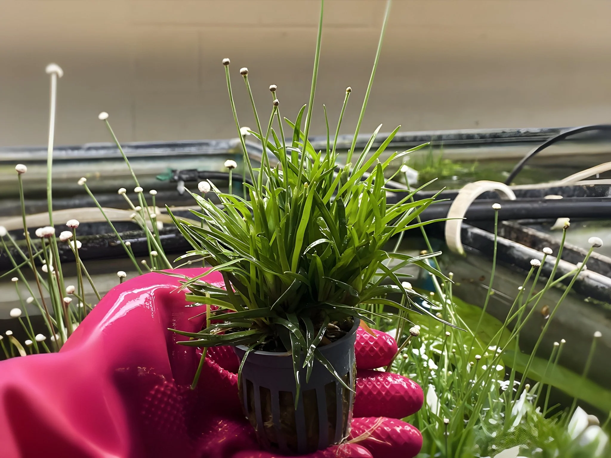 Eriocaulon Sp. Vietnam - Potted Plant
