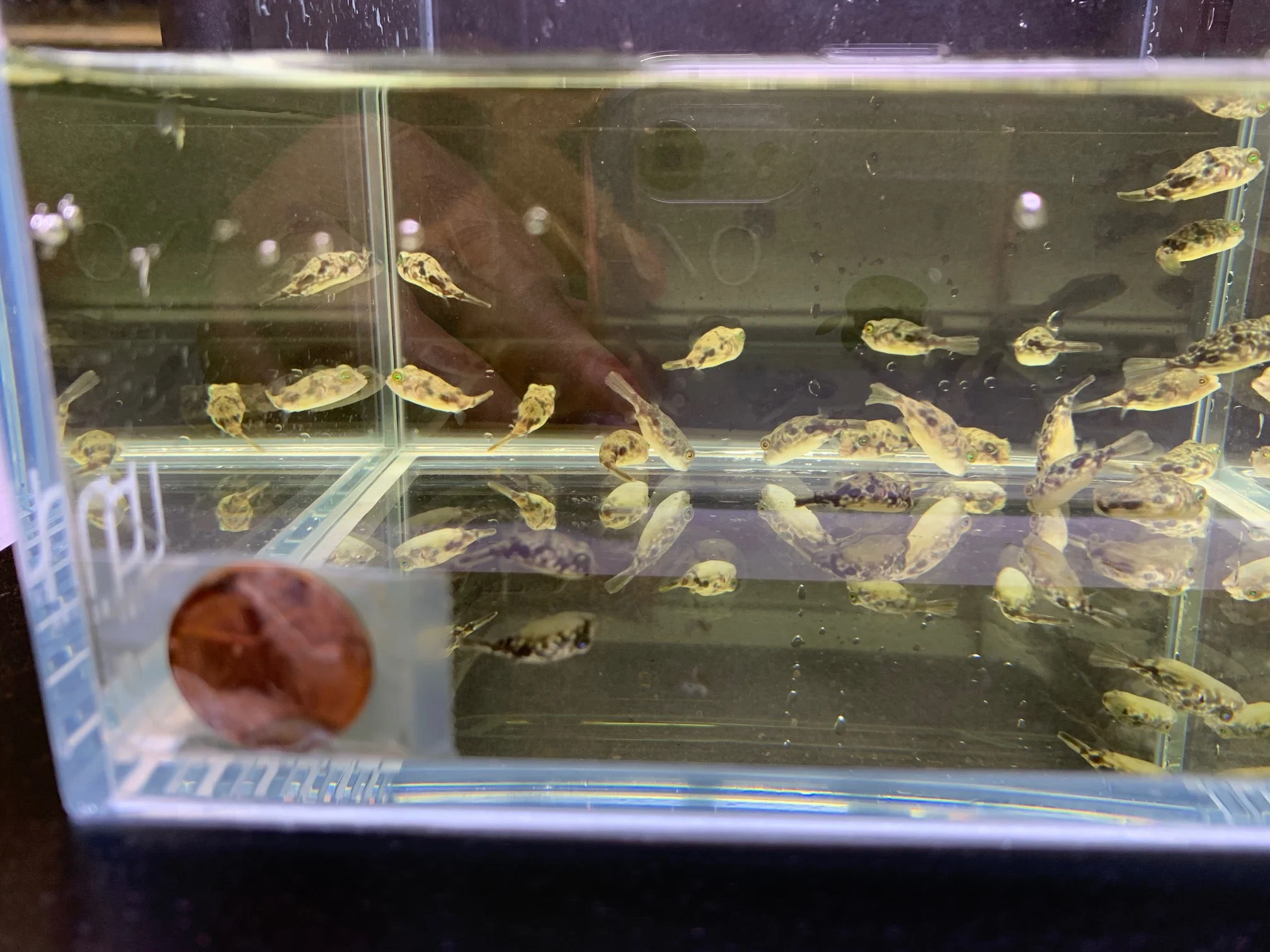 Fahaka Puffer - Image 3