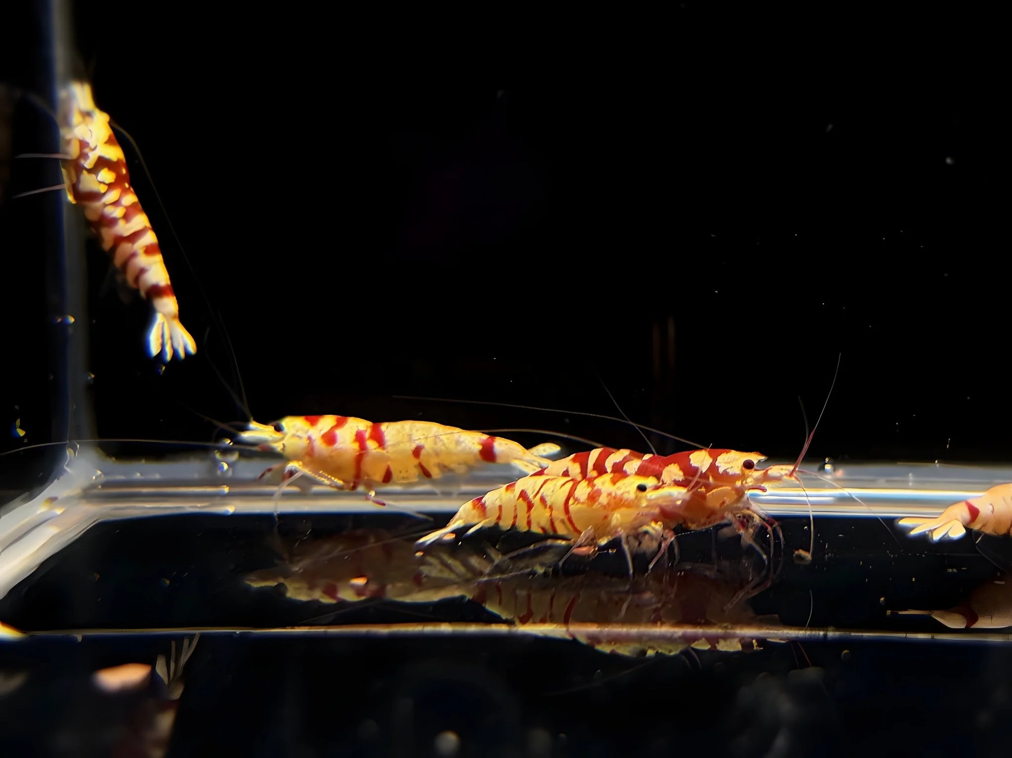 Fancy Red Tiger Shrimp