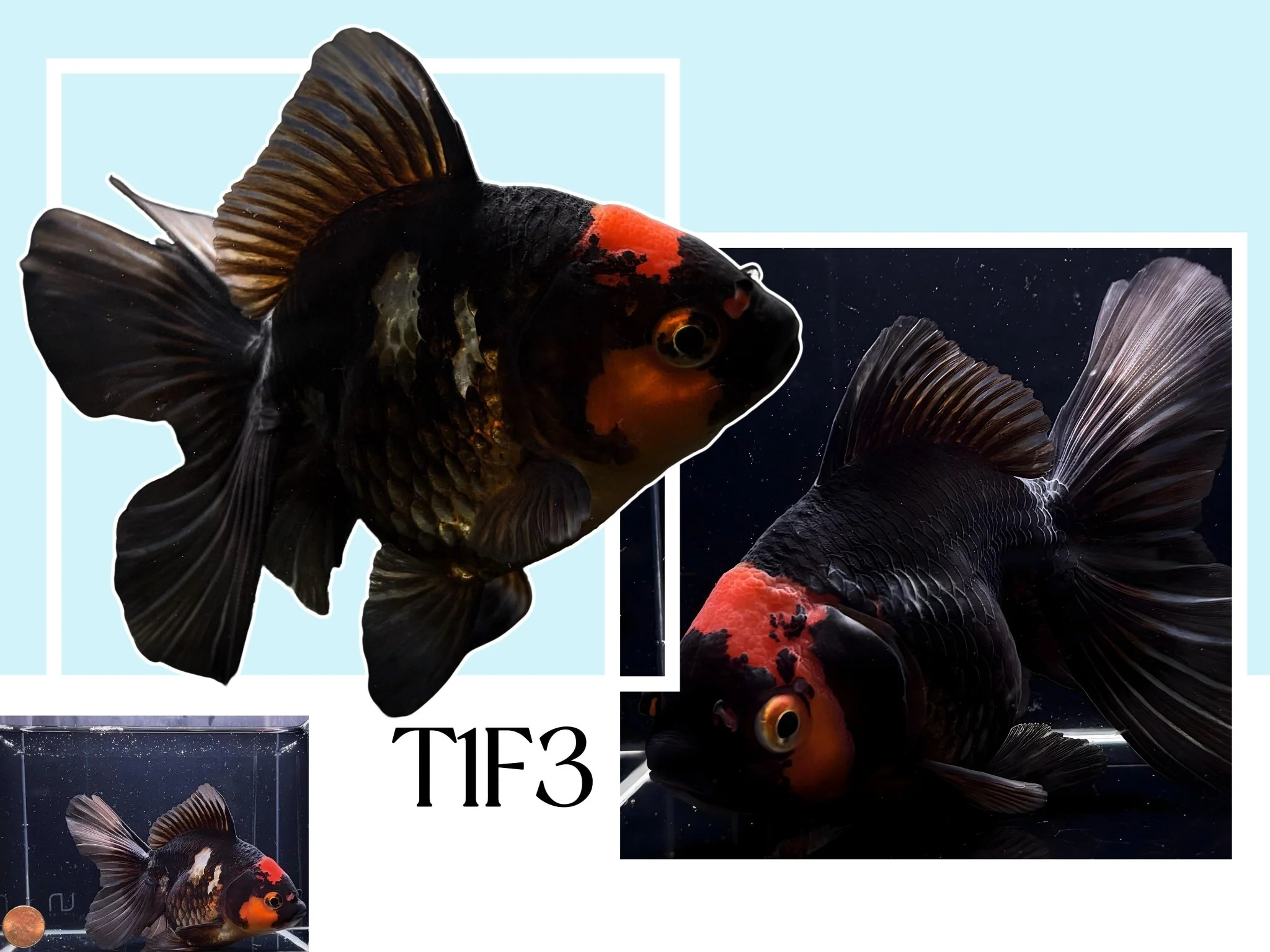 Fancy Thailand Oranda Goldfish - 4.75"-5.25" - Image 3