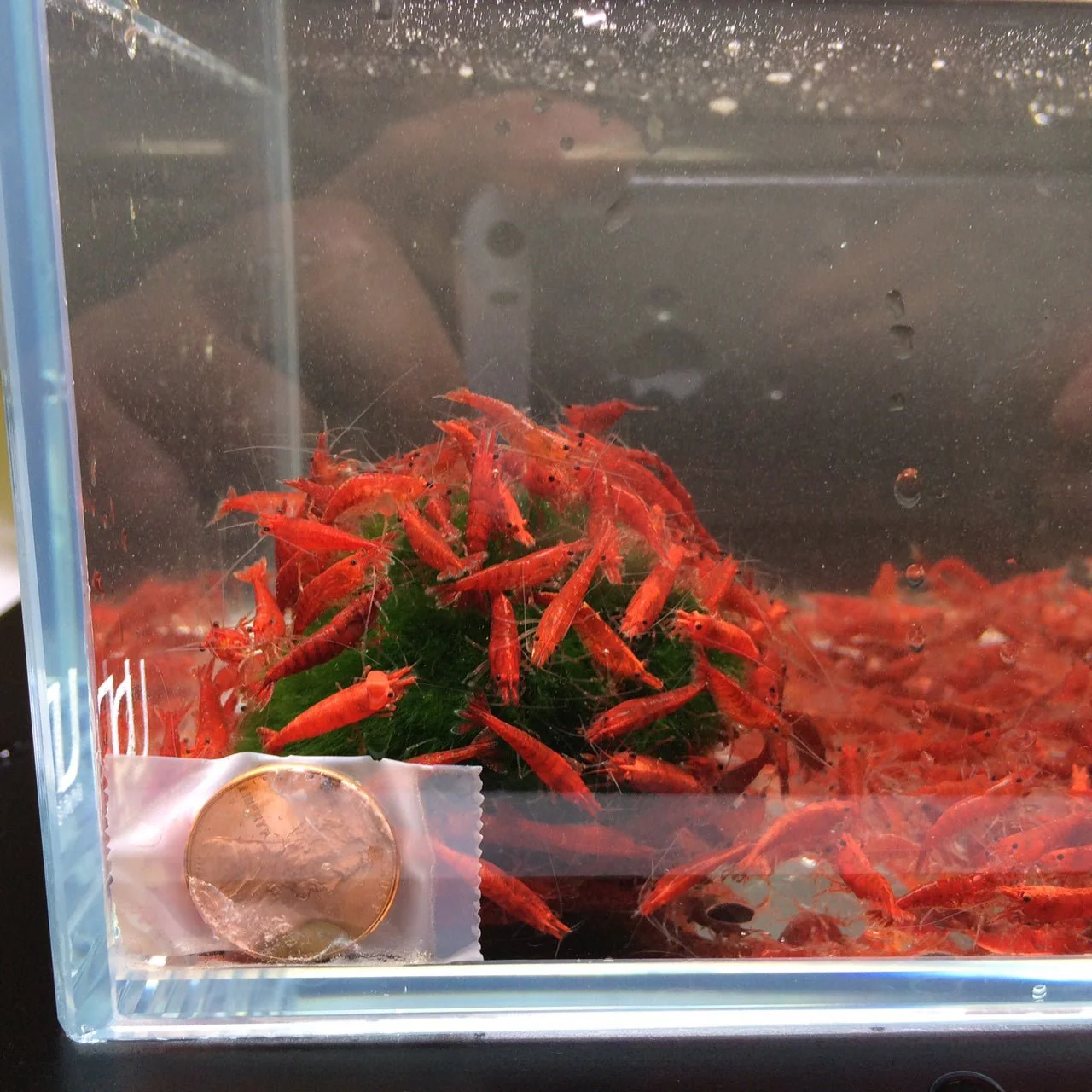 Fire Red Cherry Shrimp - Image 3