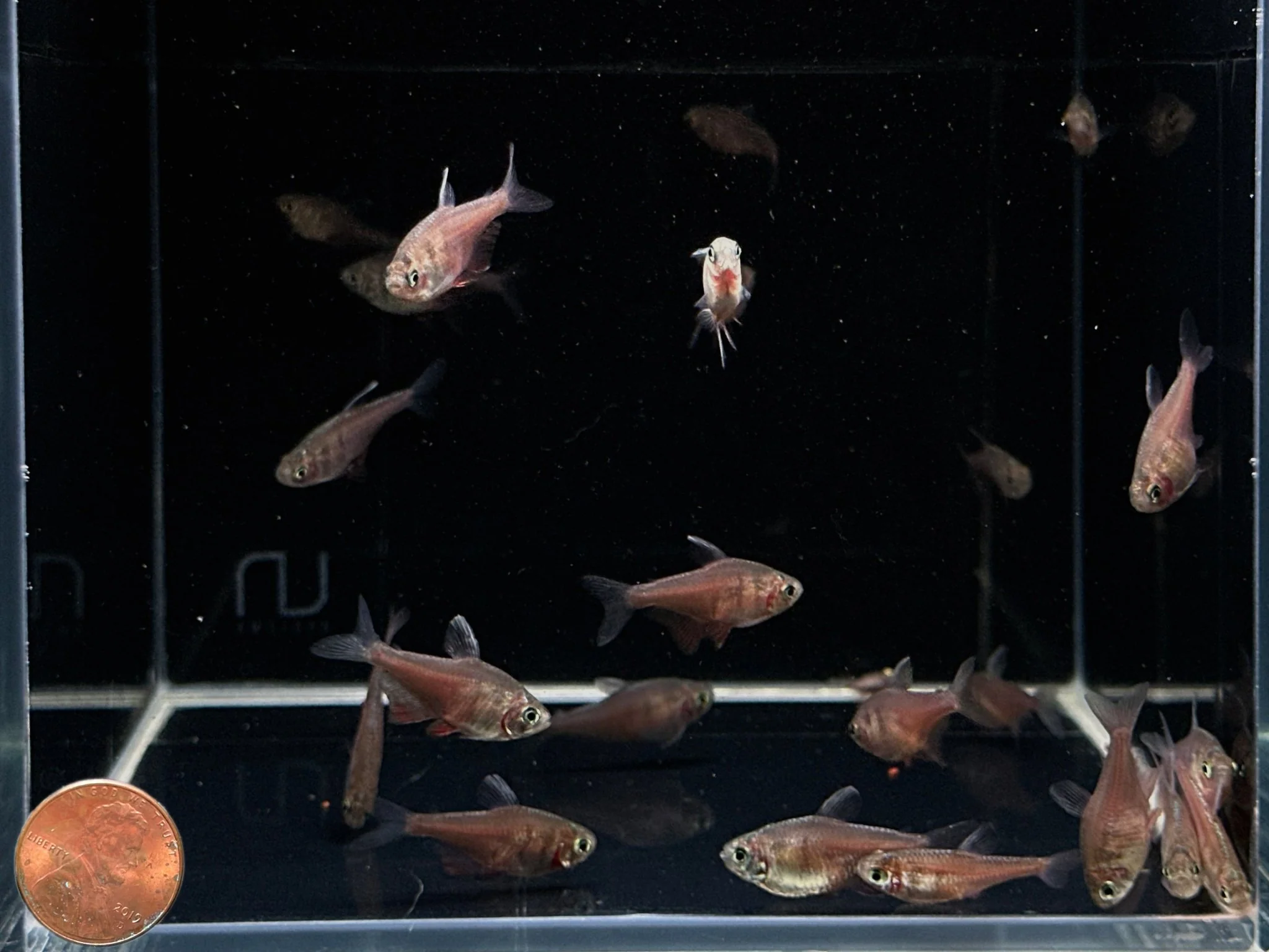 Flame Tetra - Image 2