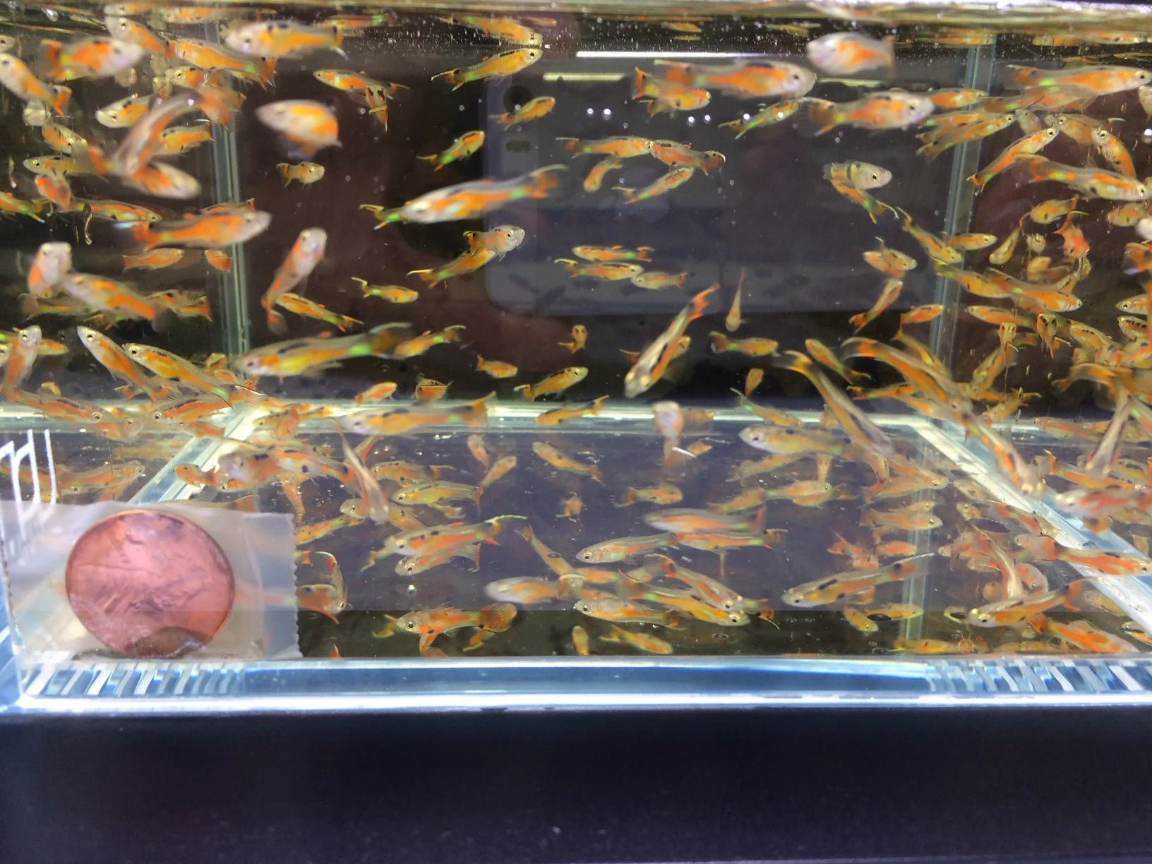 Flametail Wildtype Endler