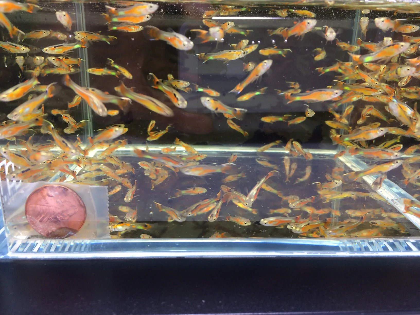 Flametail Wildtype Endler - Image 2