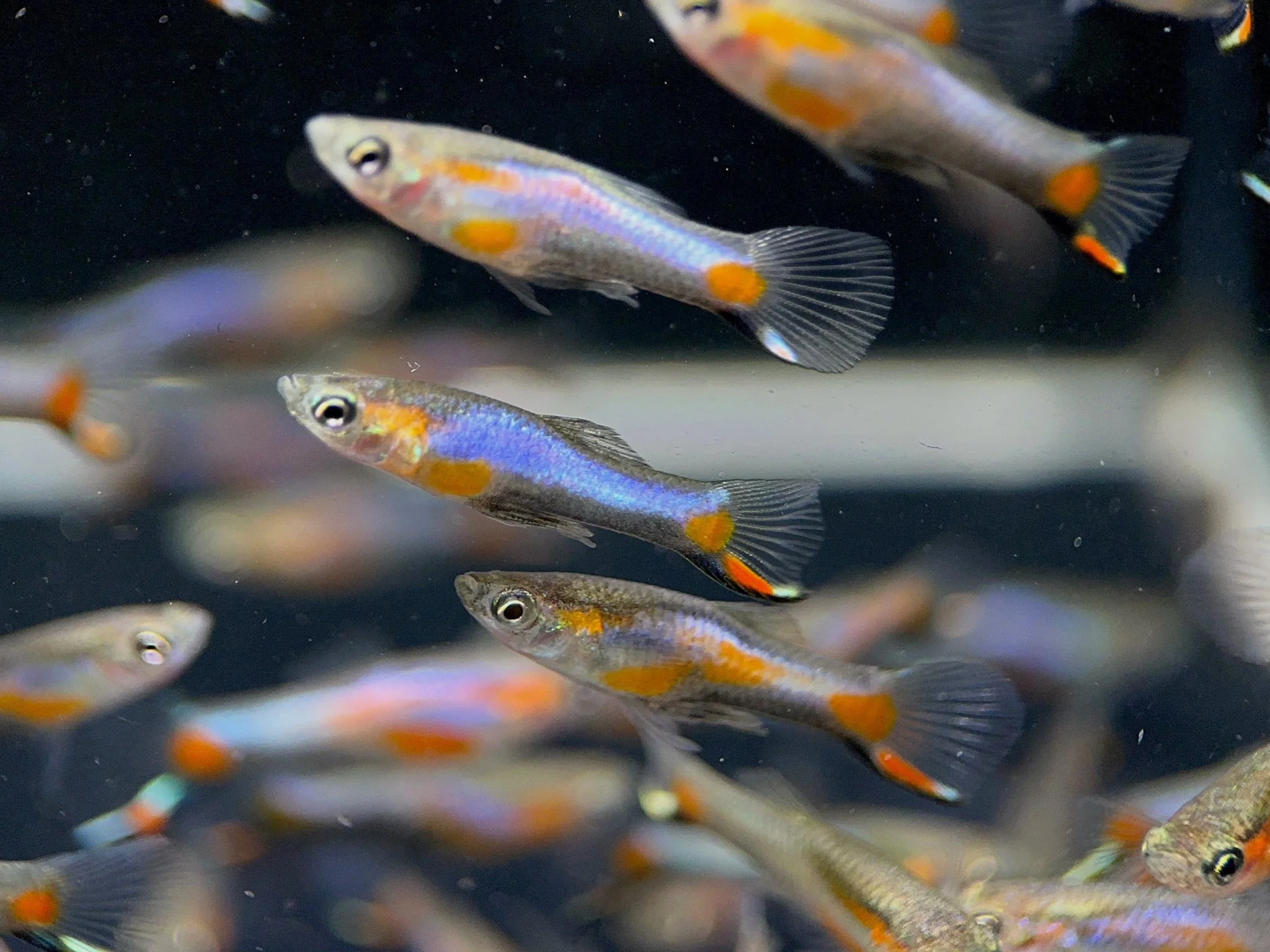 French Blue Star Endler - Male